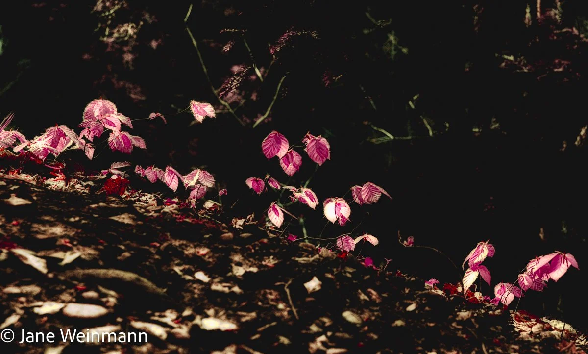 MagiaTemporis Series_Copyright_Jane Weinmann