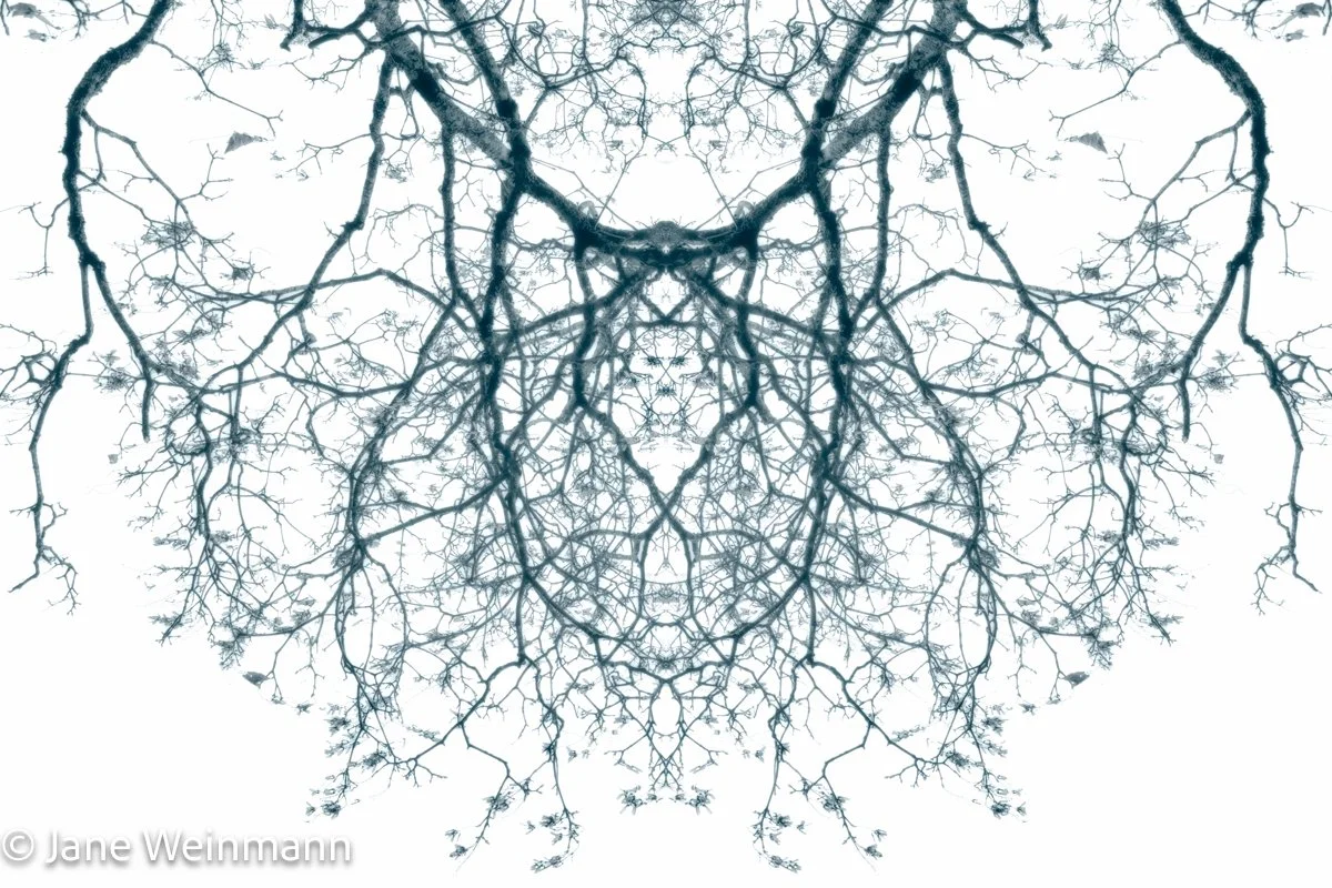 Winter Filigree 8_Copyright Jane Weinmann.jpg