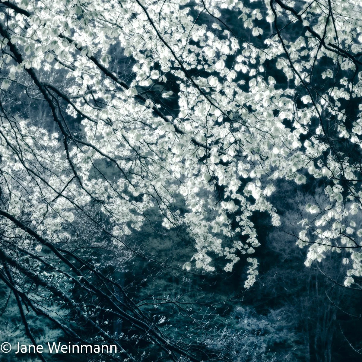 MagiaTemporis Series_Copyright_Jane Weinmann