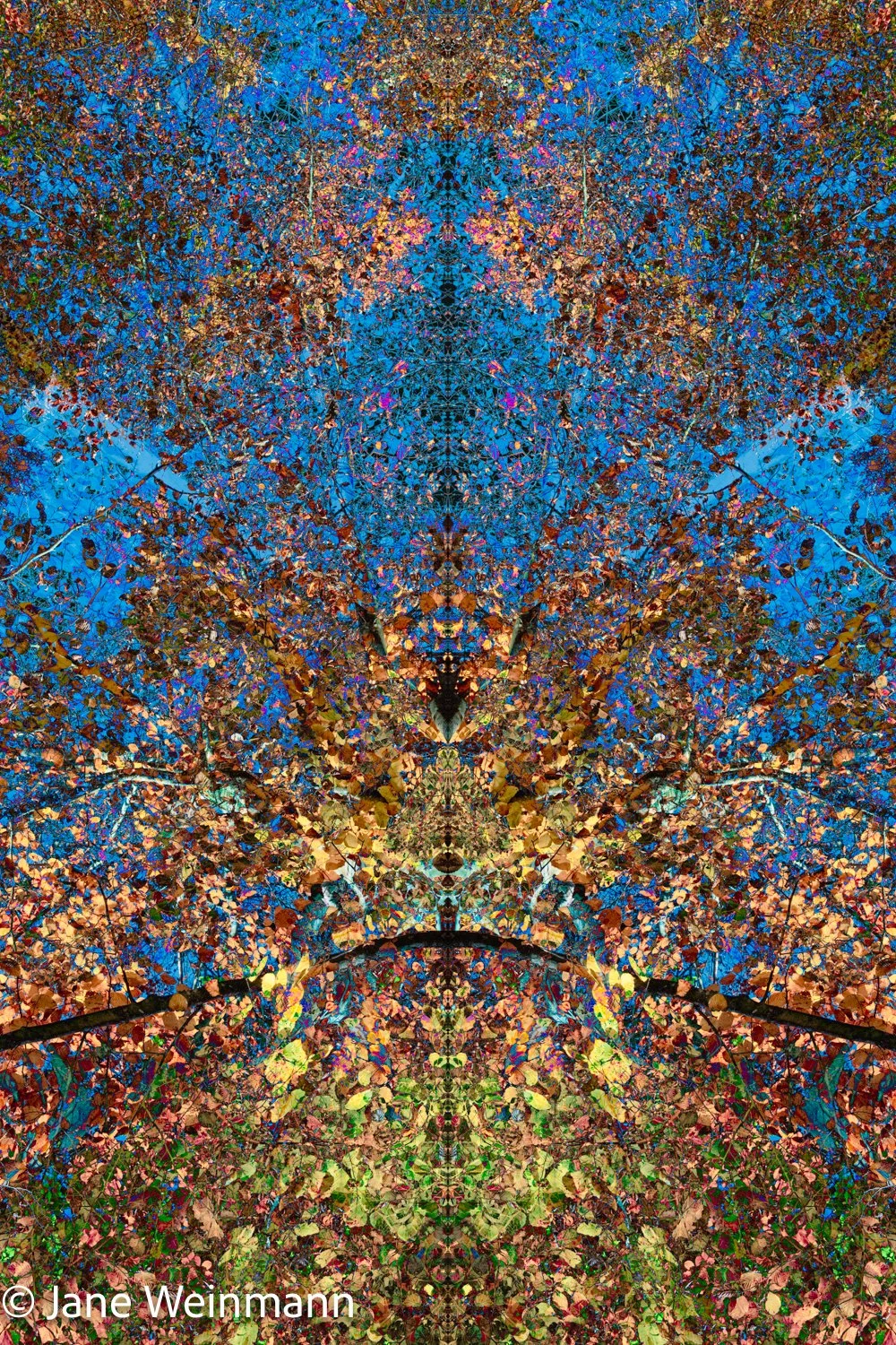 Woodland Mosaics 1_Copyright Jane Weinmann.jpg