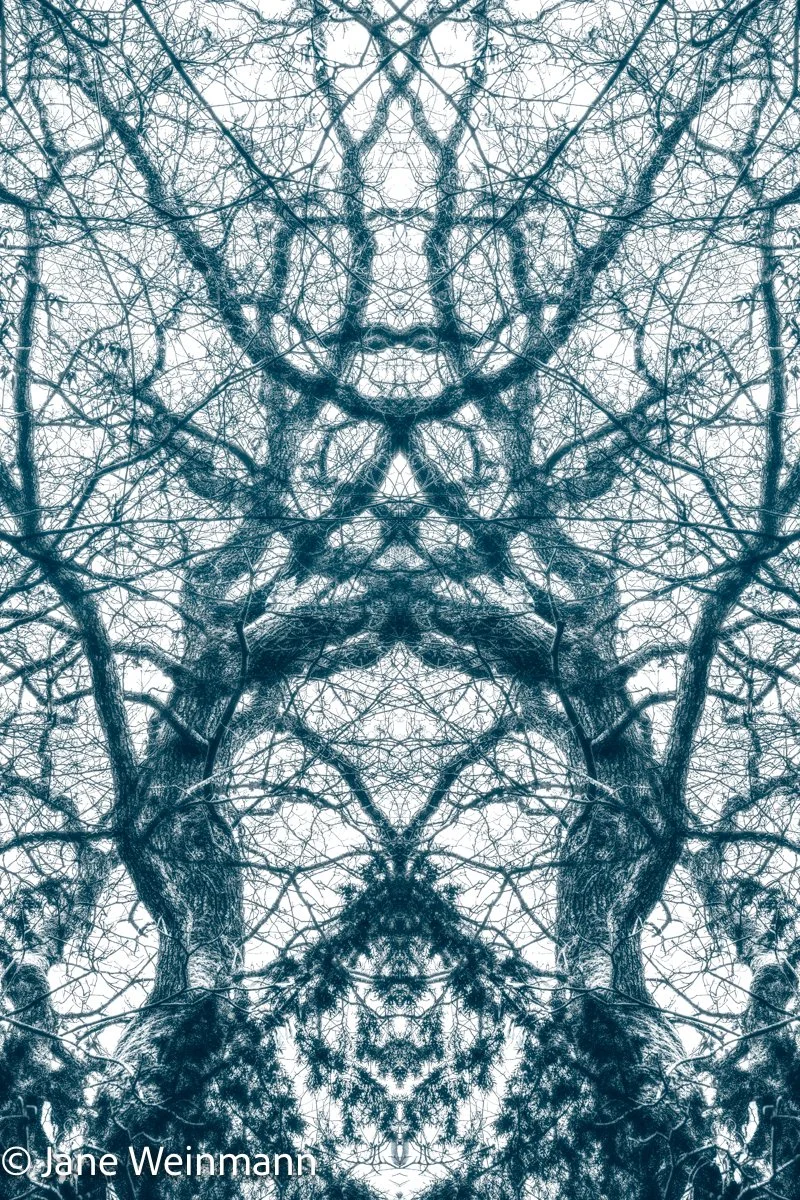 Winter Filigree 9_Copyright Jane Weinmann.jpg