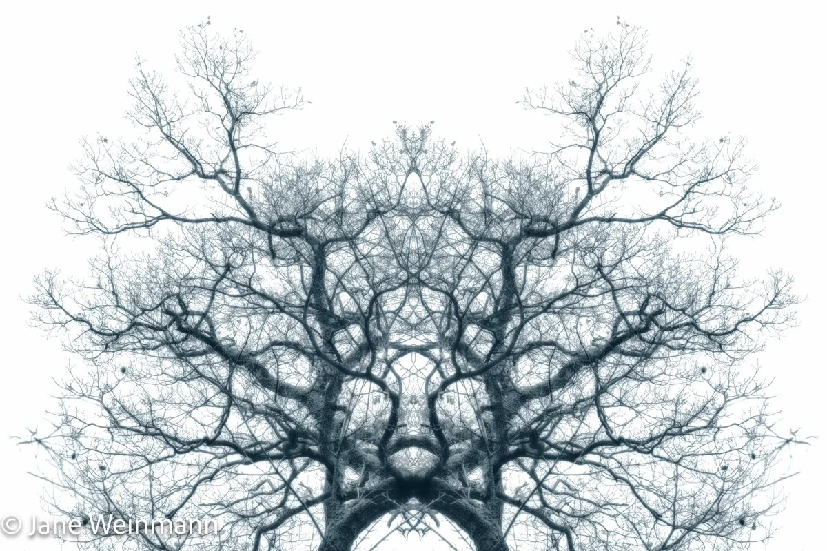 Winter Filigree #2