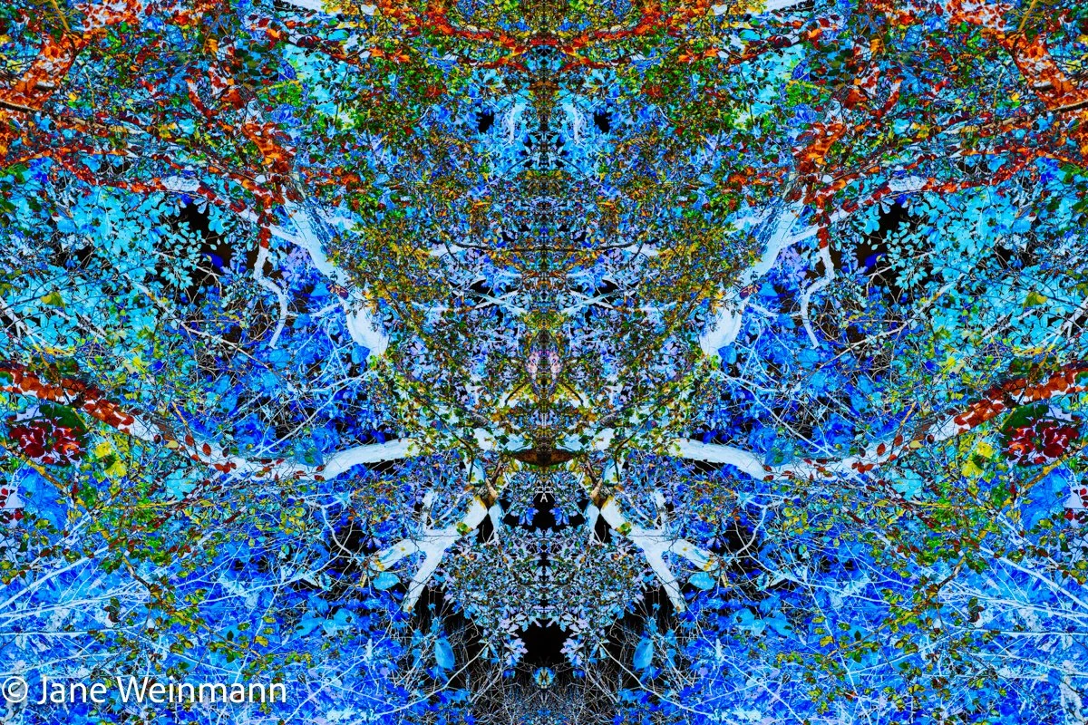 Woodland Mosaics 2_Copyright Jane Weinmann.jpg