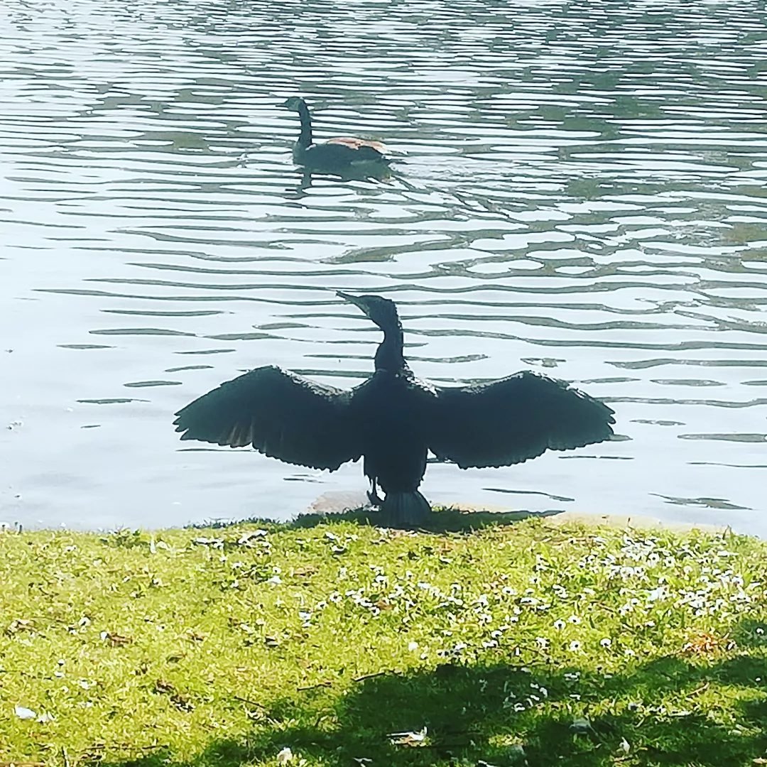 Cormorant.jpg