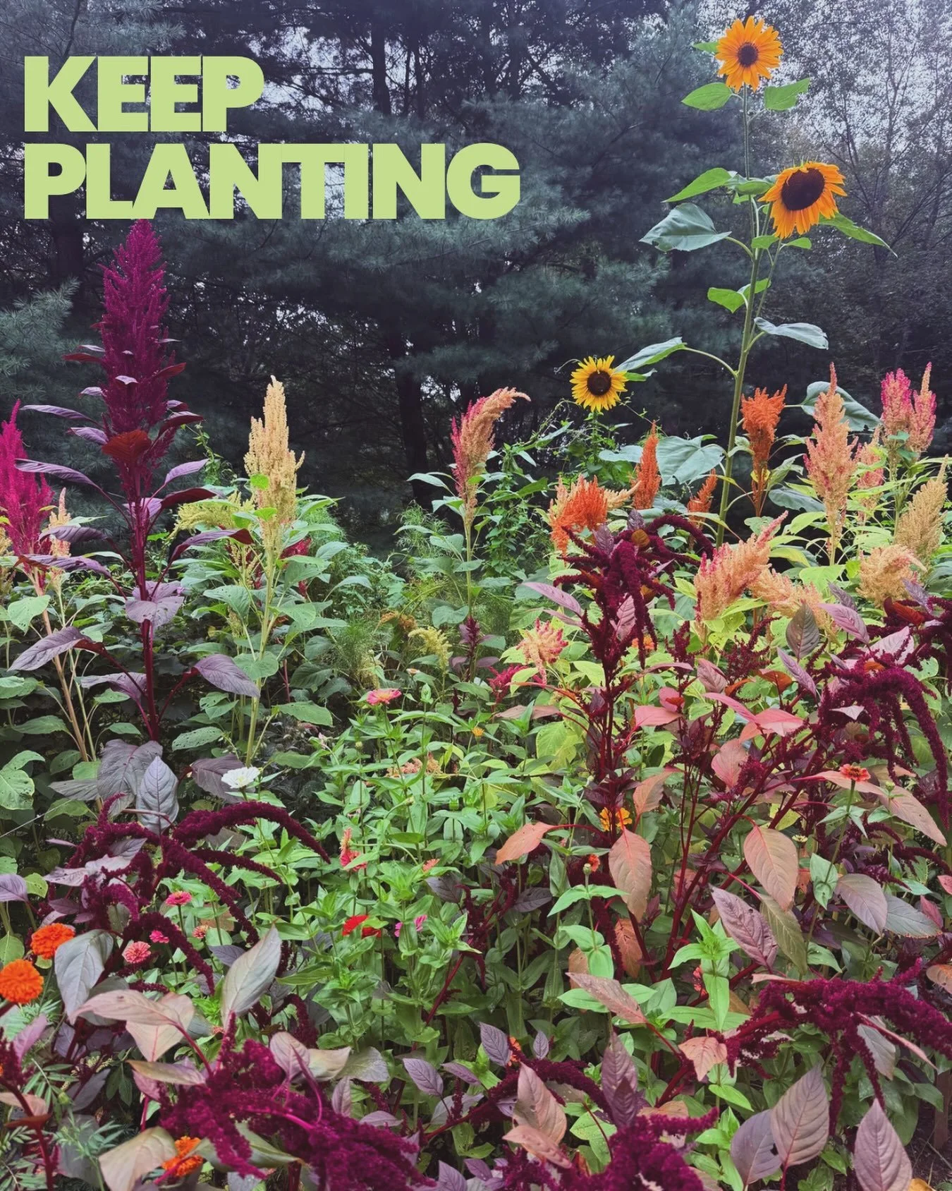 Sitting in the sun, I enjoy the beauty of the yard..the gaudy zinnias, moon colored tickseed, seed pods that decorate the garden and the sunflowers that are starting to take their final bow. It always breaks my heart a little to see them wither..I lo