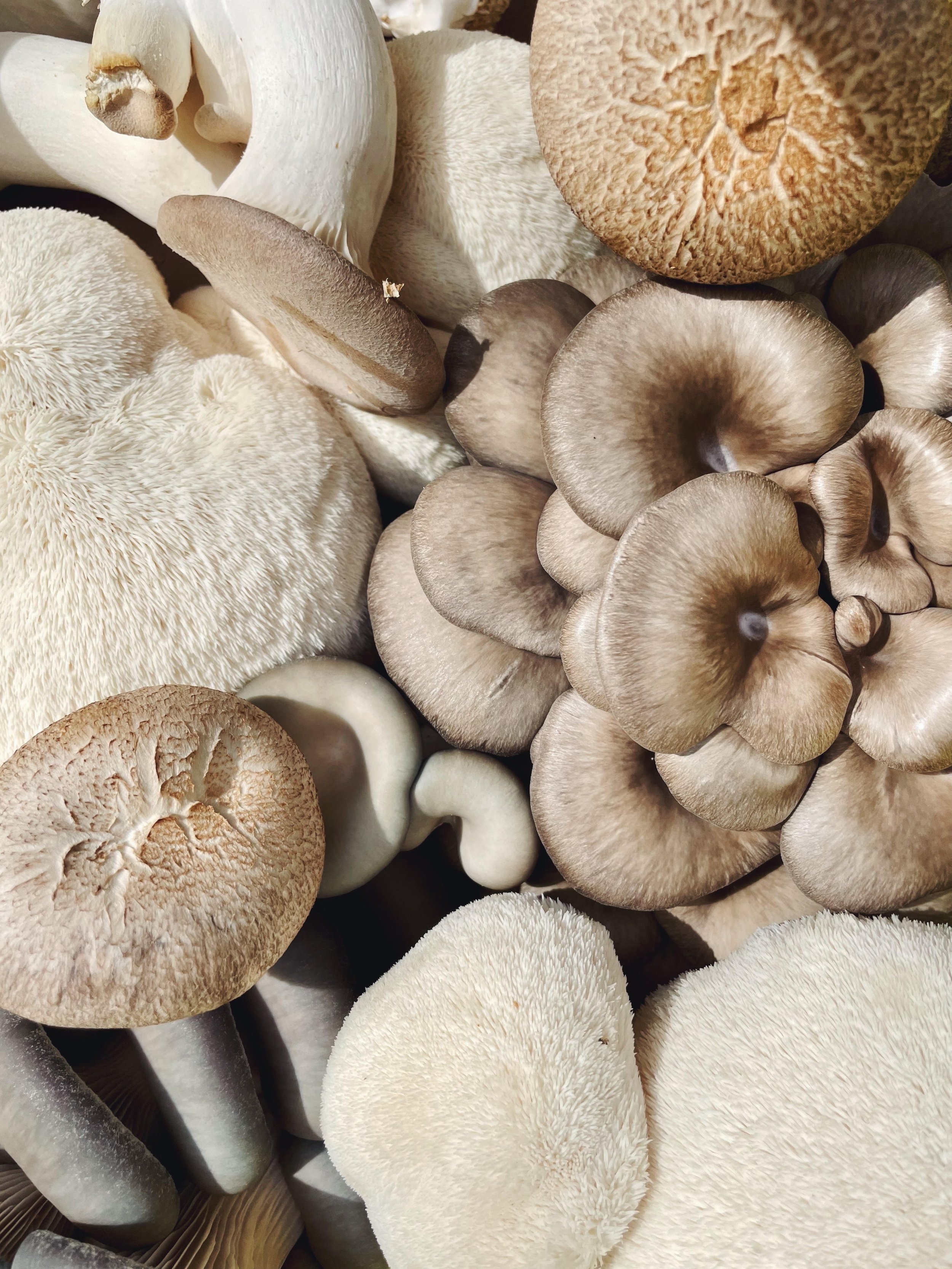 High Summer Fungi CSA