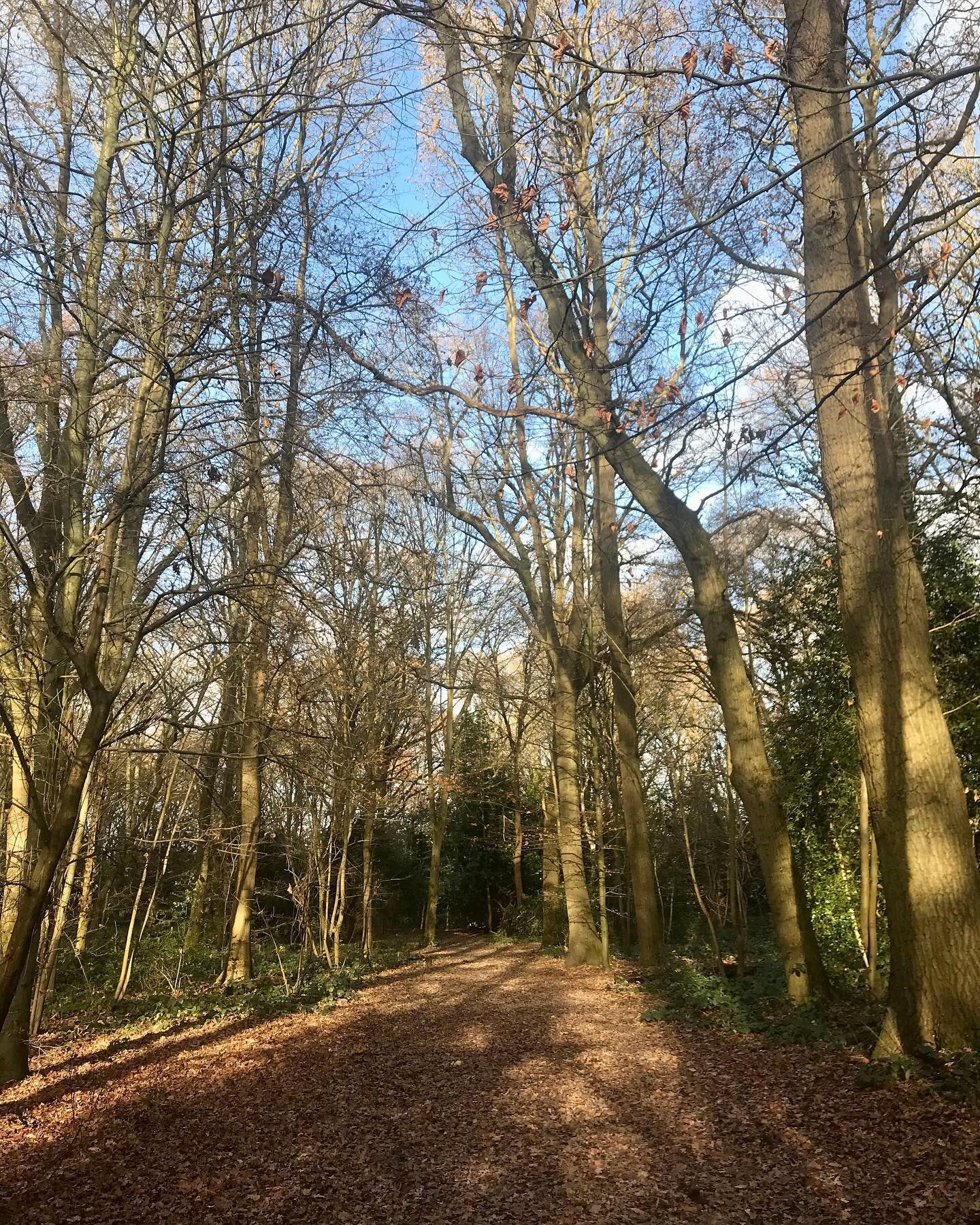 Running behind on #decemberreflections2023 but today &lsquo;I said hello&rsquo; to some lovely winter sunshine - so welcome after a dreary and damp week&hellip;

I also said hello to my foraged wreath that I made in the company of my lovely friend @z