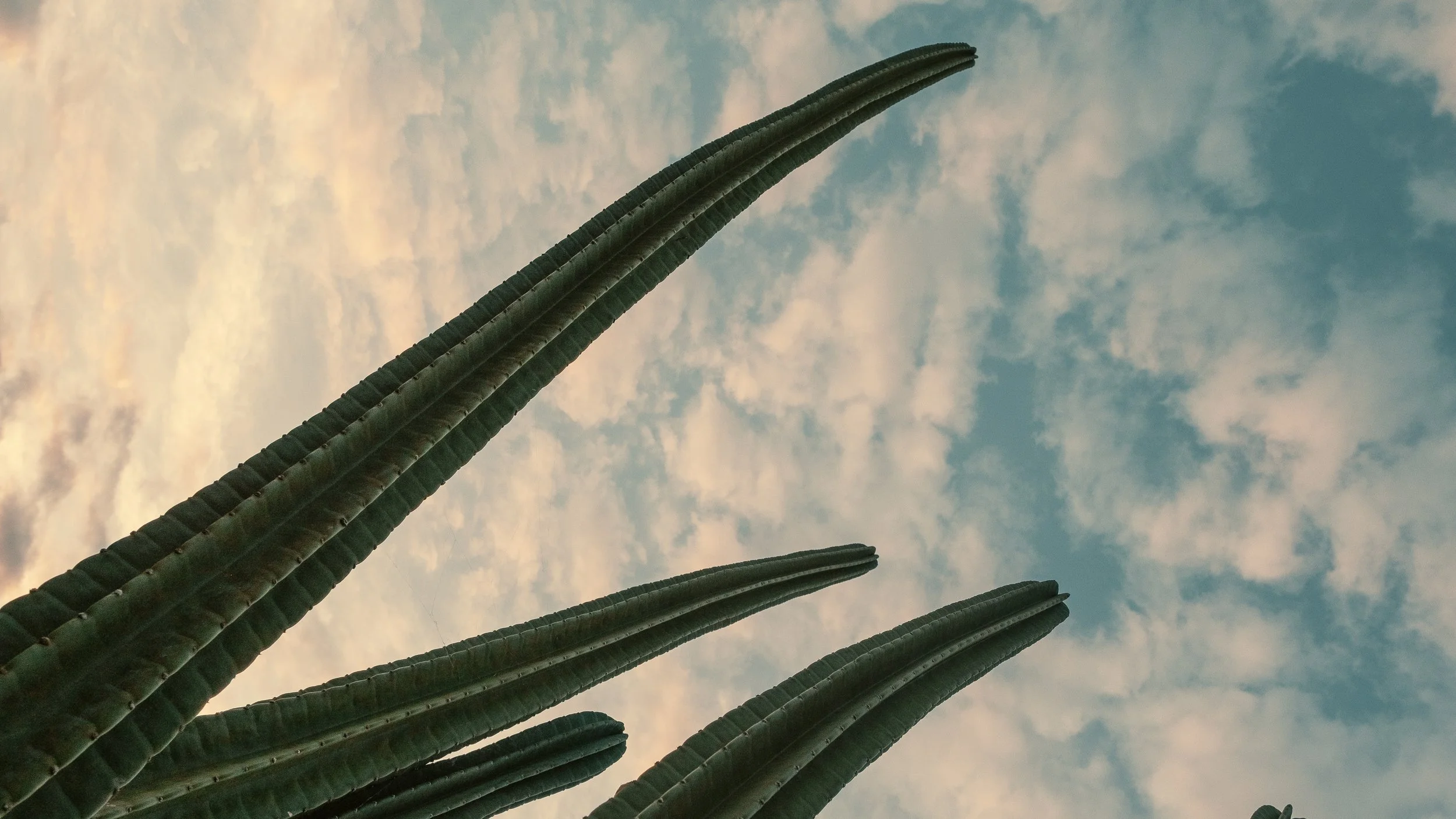 Een cactus met meerdere vertakkingen tegen een blauwe hemel met bewolking