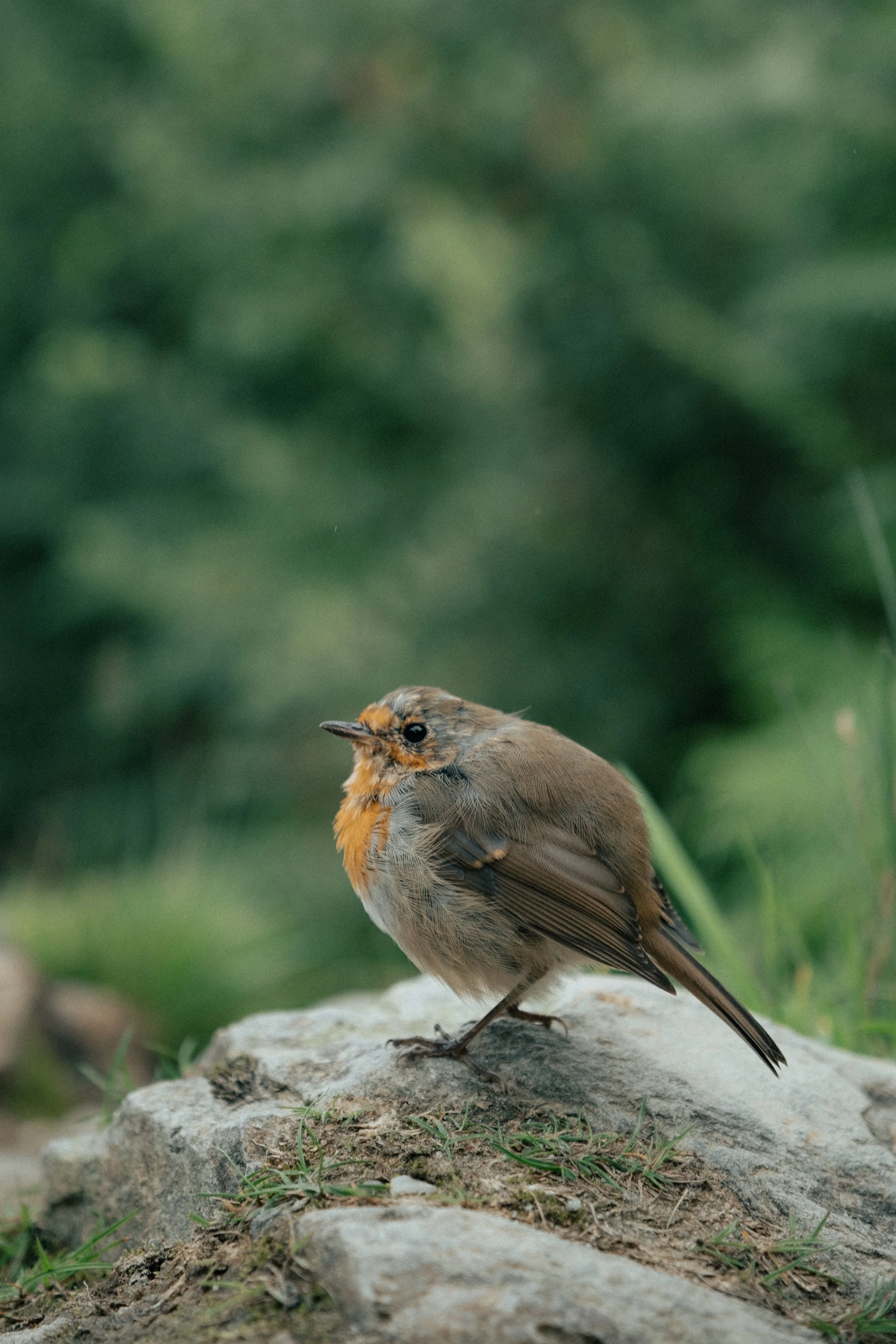 Kleine bruine en oranje vogel die op een rots staat op een grasachtig terrein, met een groene achtergrond.