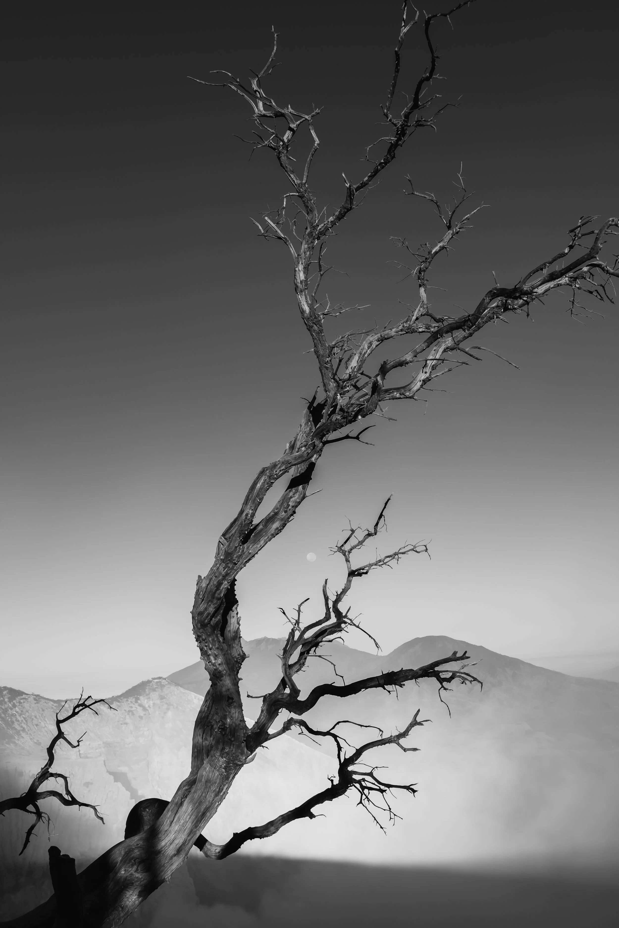 Een dood boom met gebroken takken in een berglandschap onder een donkere lucht.