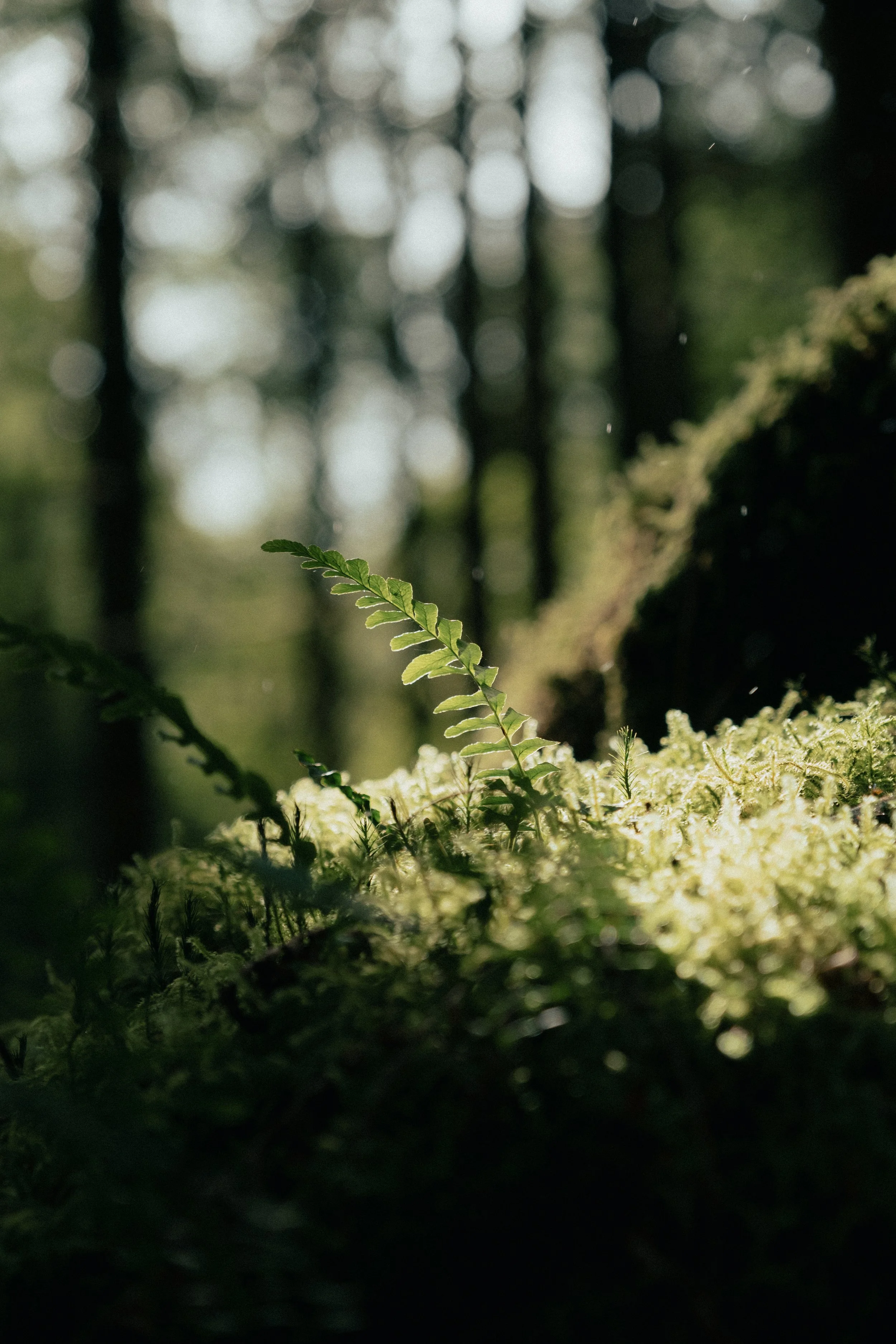Close-up van een kleine groene varenplant op een bosrijke ondergrond met mos en planten, met een wazige achtergrond van boomstammen.