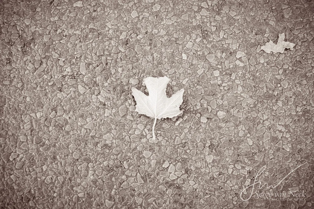 A leaf I found on the road