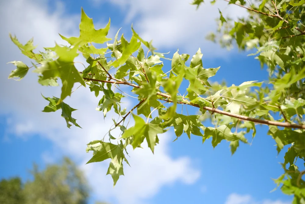 Some leaves in my back yard to test color rendering