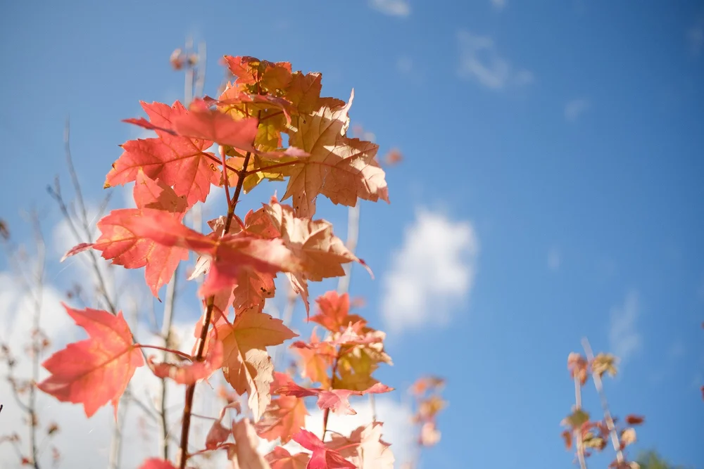 Some leaves in my back yard to test color rendering