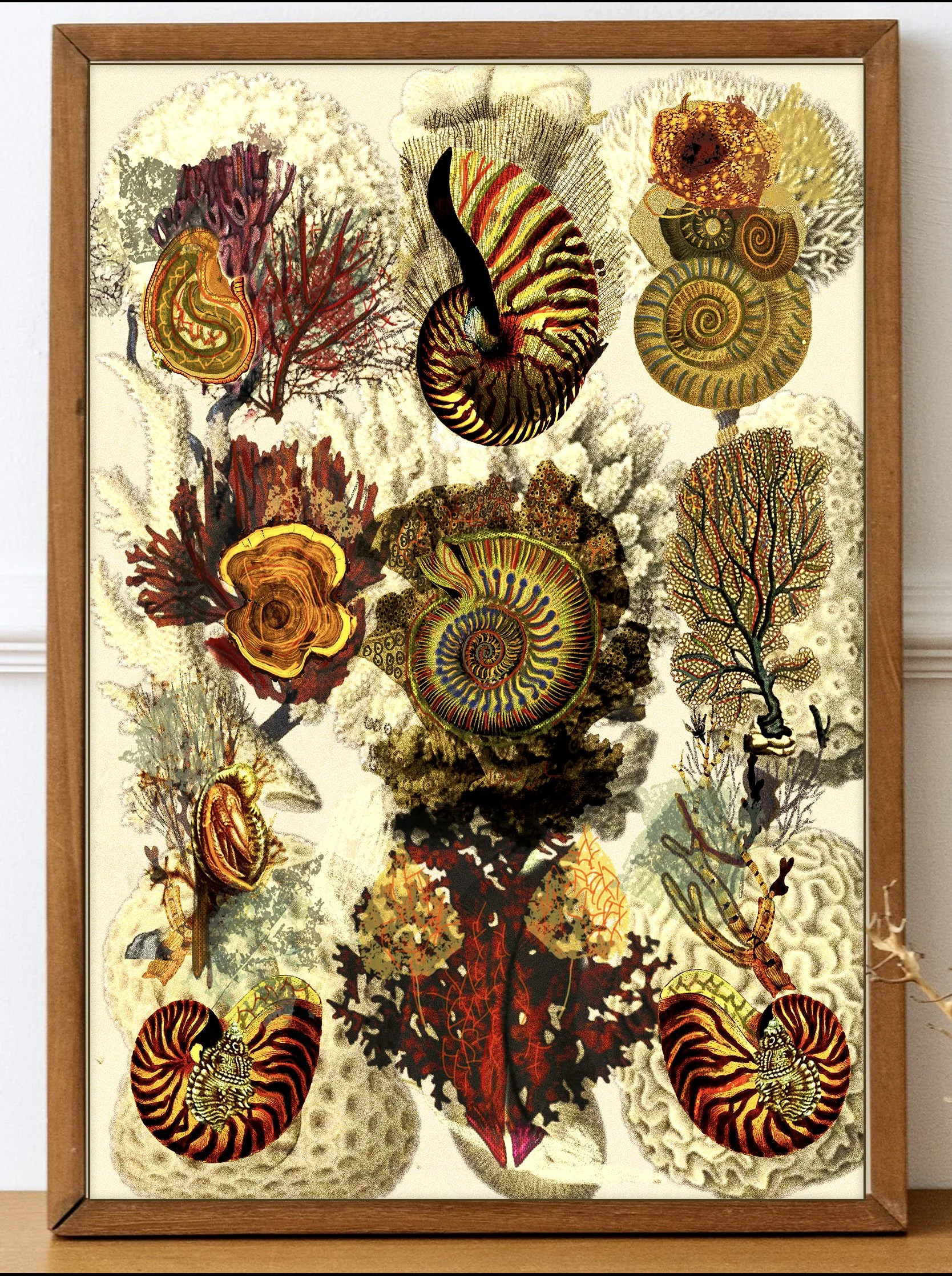 marine-scientific-illustration-specimens-art-for-sale