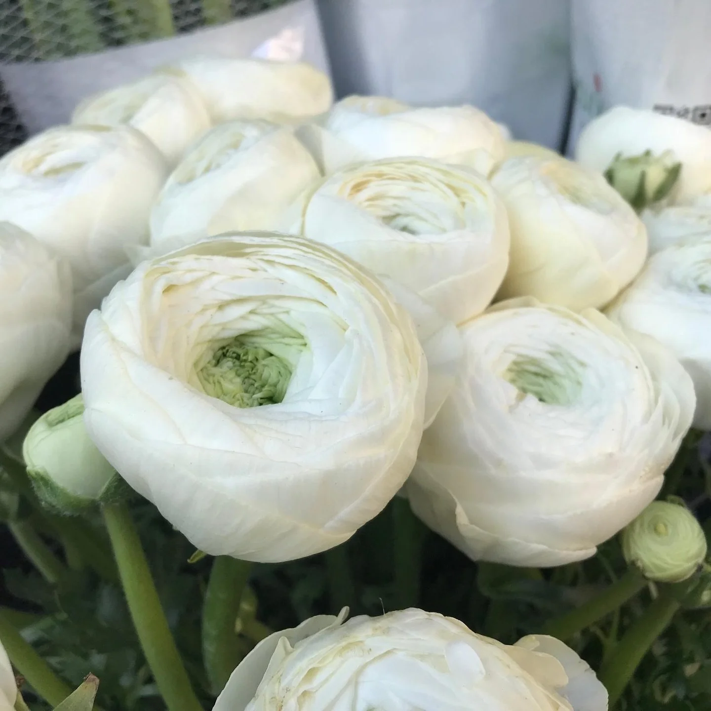 Winter white for today&rsquo;s Friday florals. 🤍 

#FreshFlowersFridays #WhiteBouquet #FridayFlorals #Harper_Hughes_Home