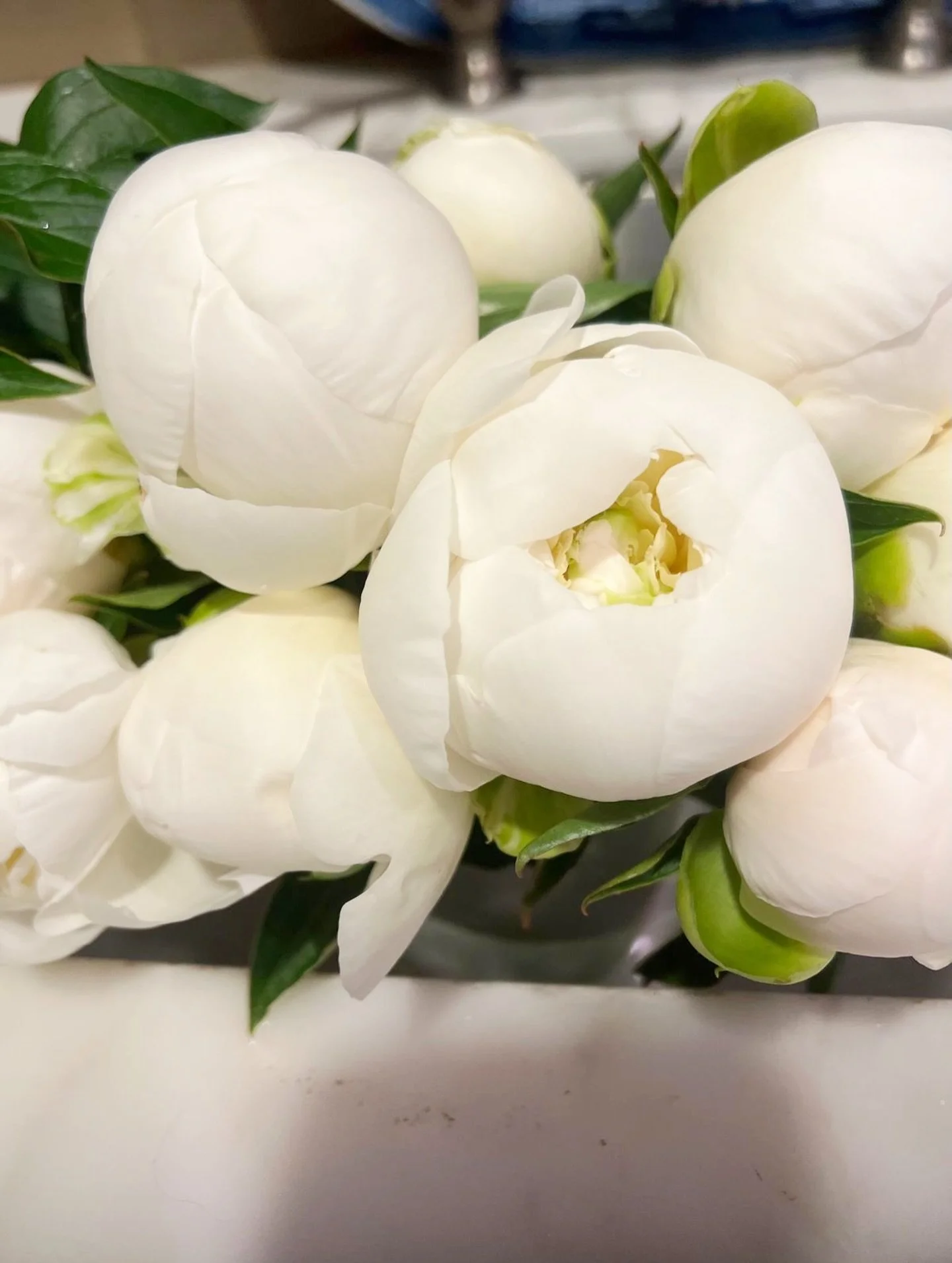 Peony perfection! 🤍 Always love having these flowers in an arrangement. 

#FreshFlowersFriday #WhitePeonies #PeonyPerfection #Harper_Hughes_Home