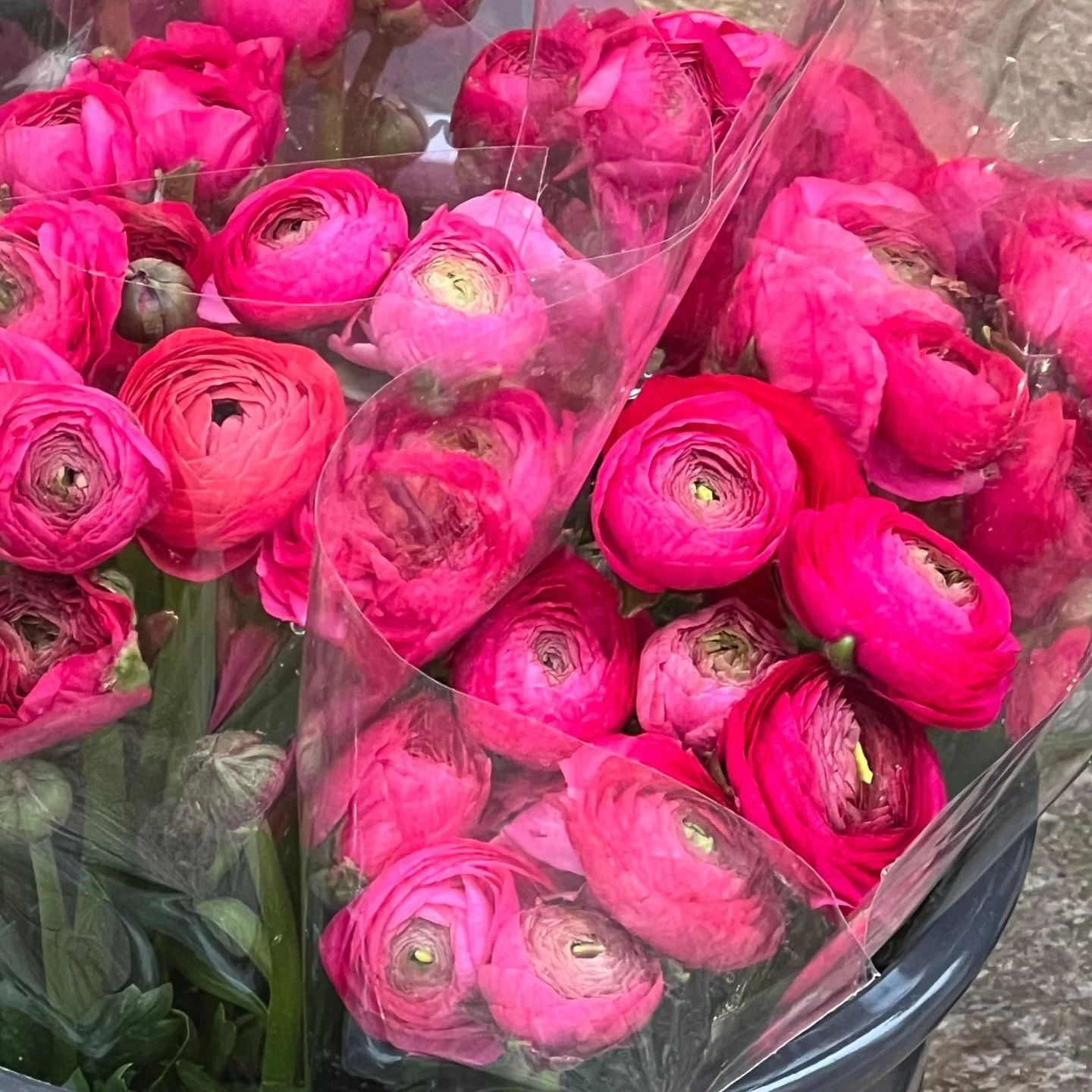 Pink perfection with these beautiful ranunculus bringing some color to our Friday!

#FridayFlorals #PinkRannunculus #FreshFlowersFriday #Harper_Hughes_Home