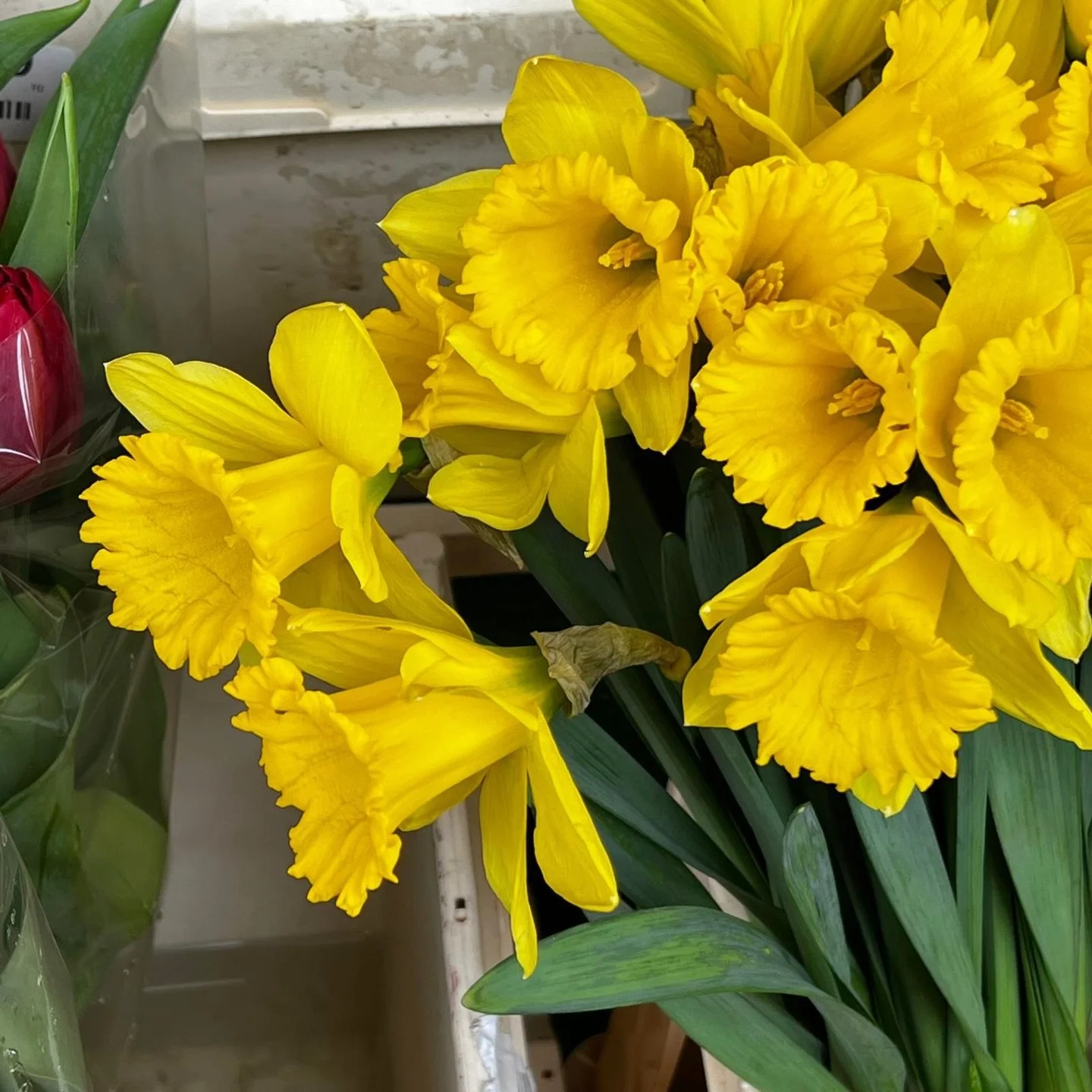 Nothing says springtime like some sunny daffodils! 💛 

#SpringtimeFlowers #DaffodilsOfInstagram #FreshFlowersFriday #Harper_Hughes_Home