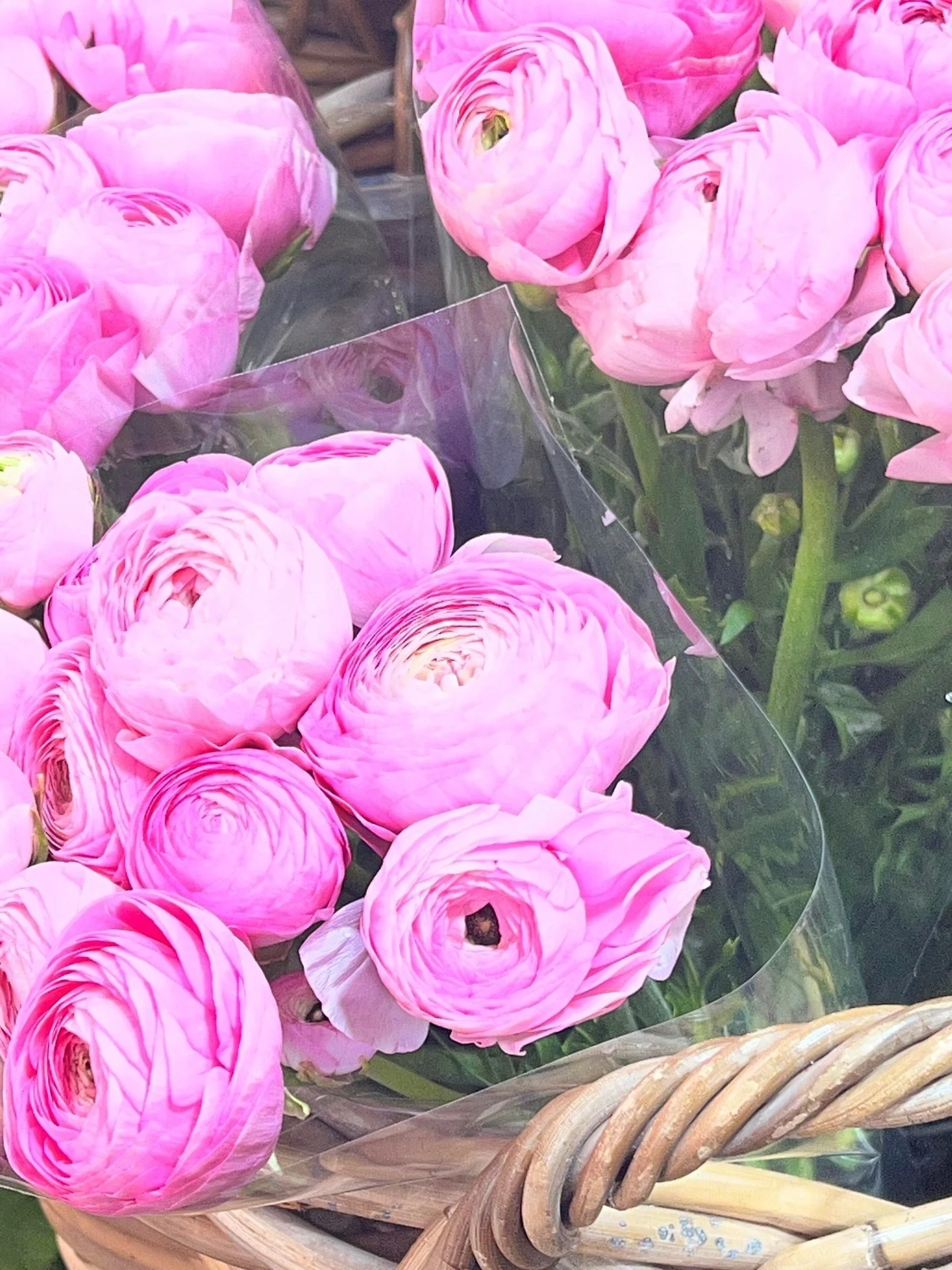 Friday florals, Paris edition! Ranunculus, at the Rue Cler street market. Pink perfection! 🩷 

#pinkranunculus #FridayFlorals #Harper_Hughes_Home