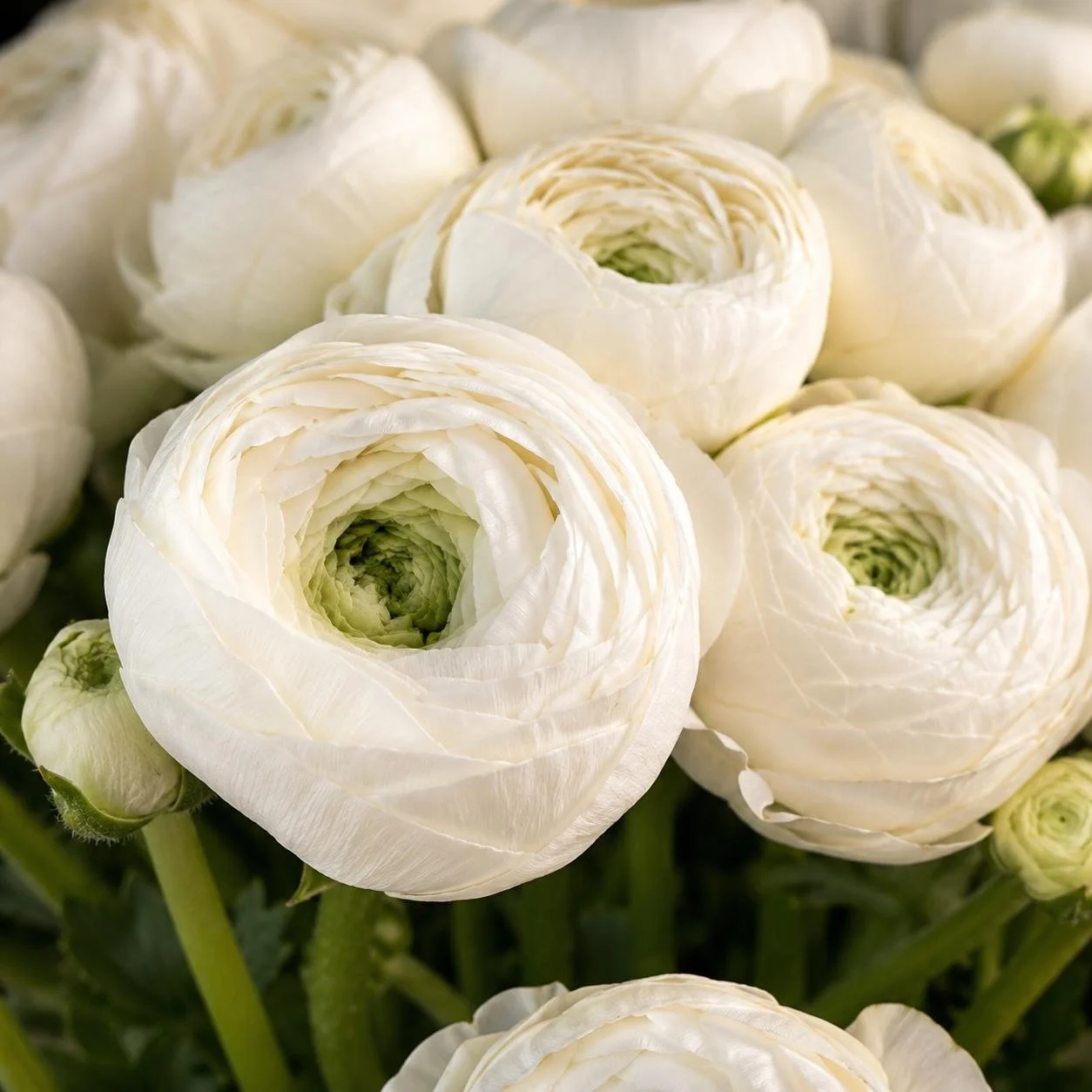 A little beauty to carry into the weekend. 🤍 

#FridayFlorals #FreshFlowersFriday #Harper_Hughes_Home