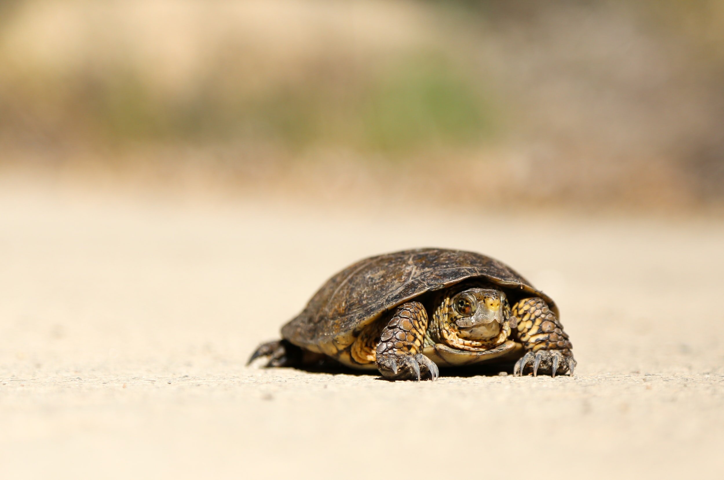 Why Should You Care About Slow Travel?