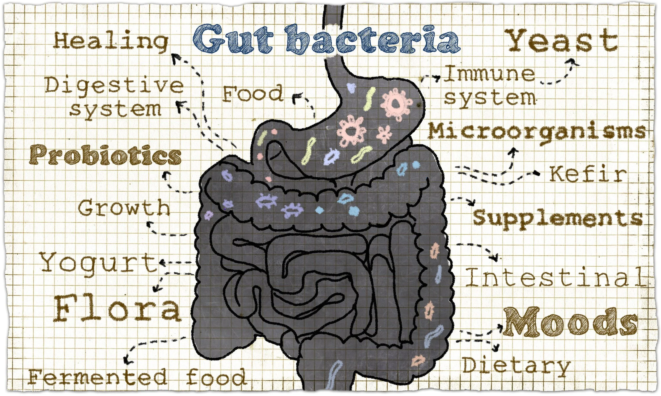 Understanding Gut Health and the Supportive Role of Sourdough Heaven