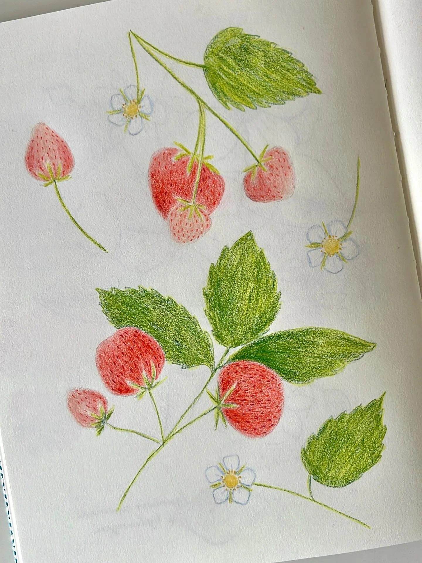 So glad it&rsquo;s cute fruit season again 🍓💕

#sketchbookdrawing #stlartists #illustration