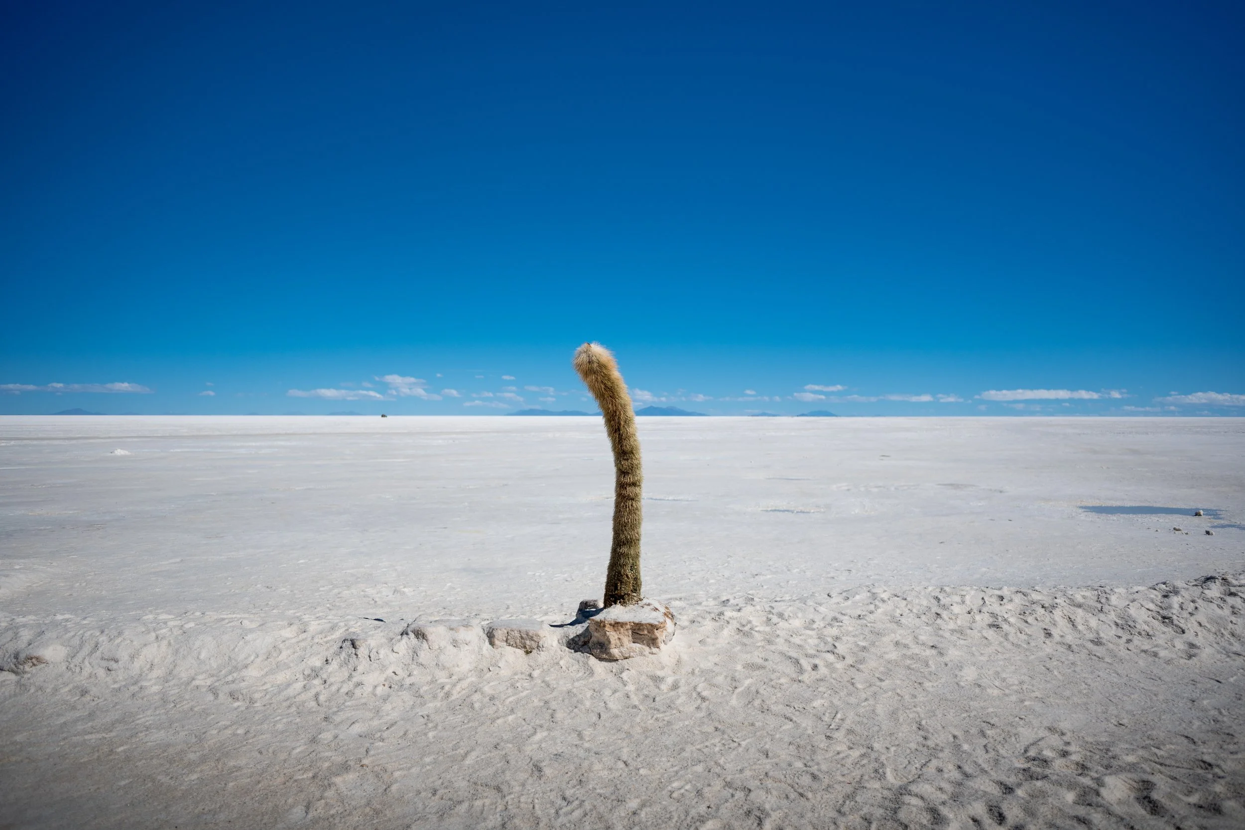 _NZF3722.jpg