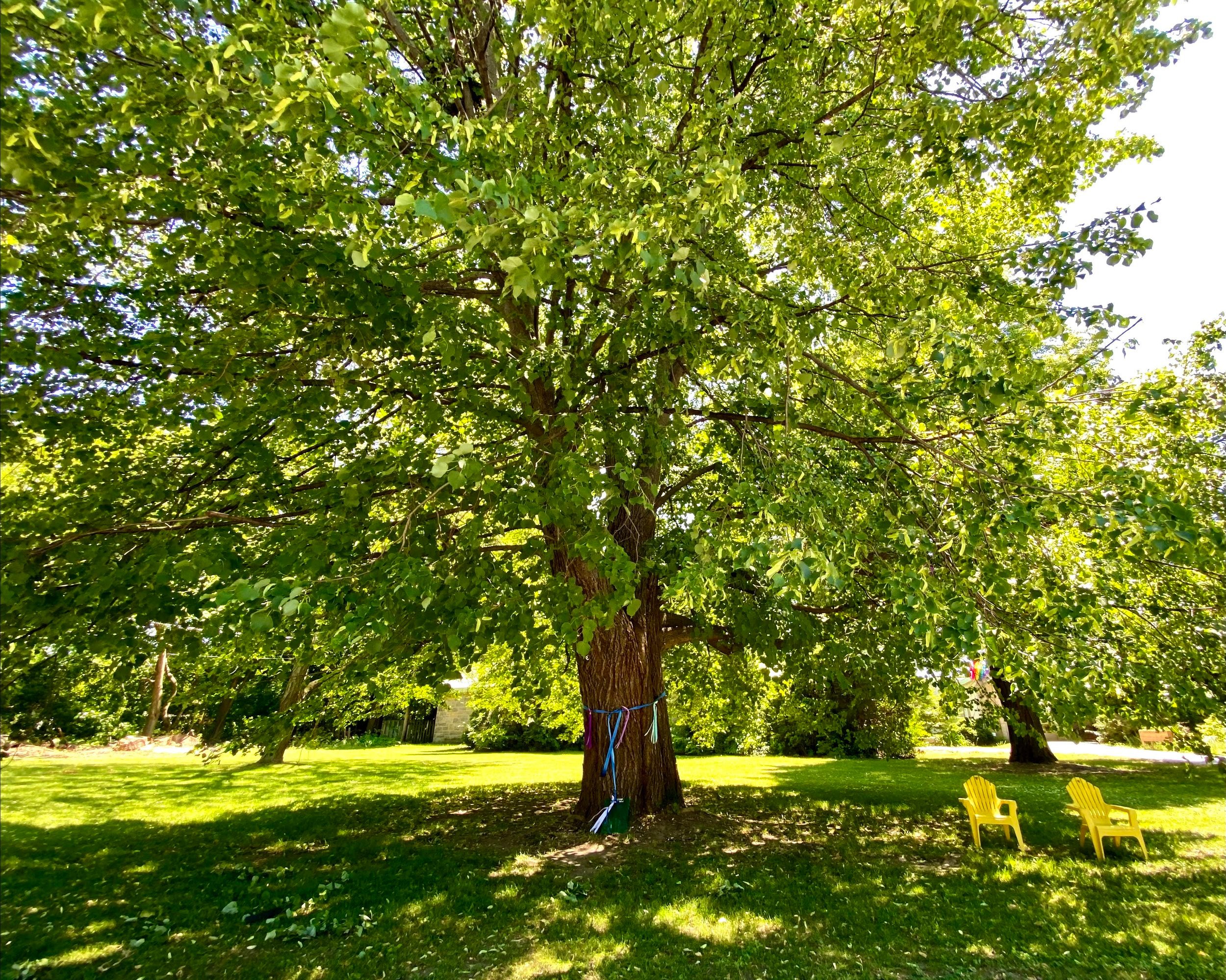 The prayer tree on our front lawn offered hope and healing to the neighbourhood.