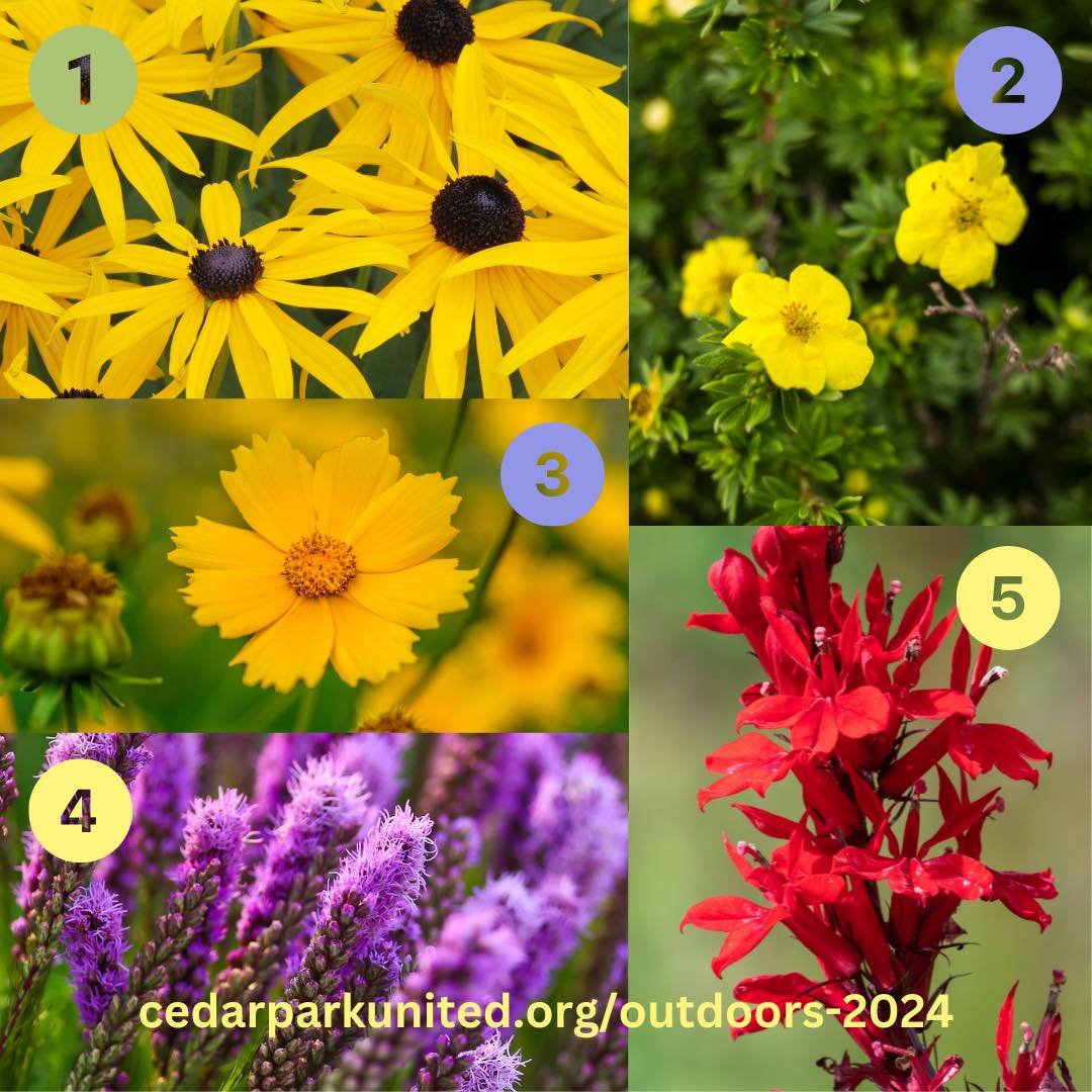 We&rsquo;re looking for plant donors! 🌼

We'd like to give a home to these specific indigenous plants in our gardens this season. Could you dig some up from your own garden or purchase them from a garden centre? 

1 - Black-eye Susan (Rudbeckia hirt