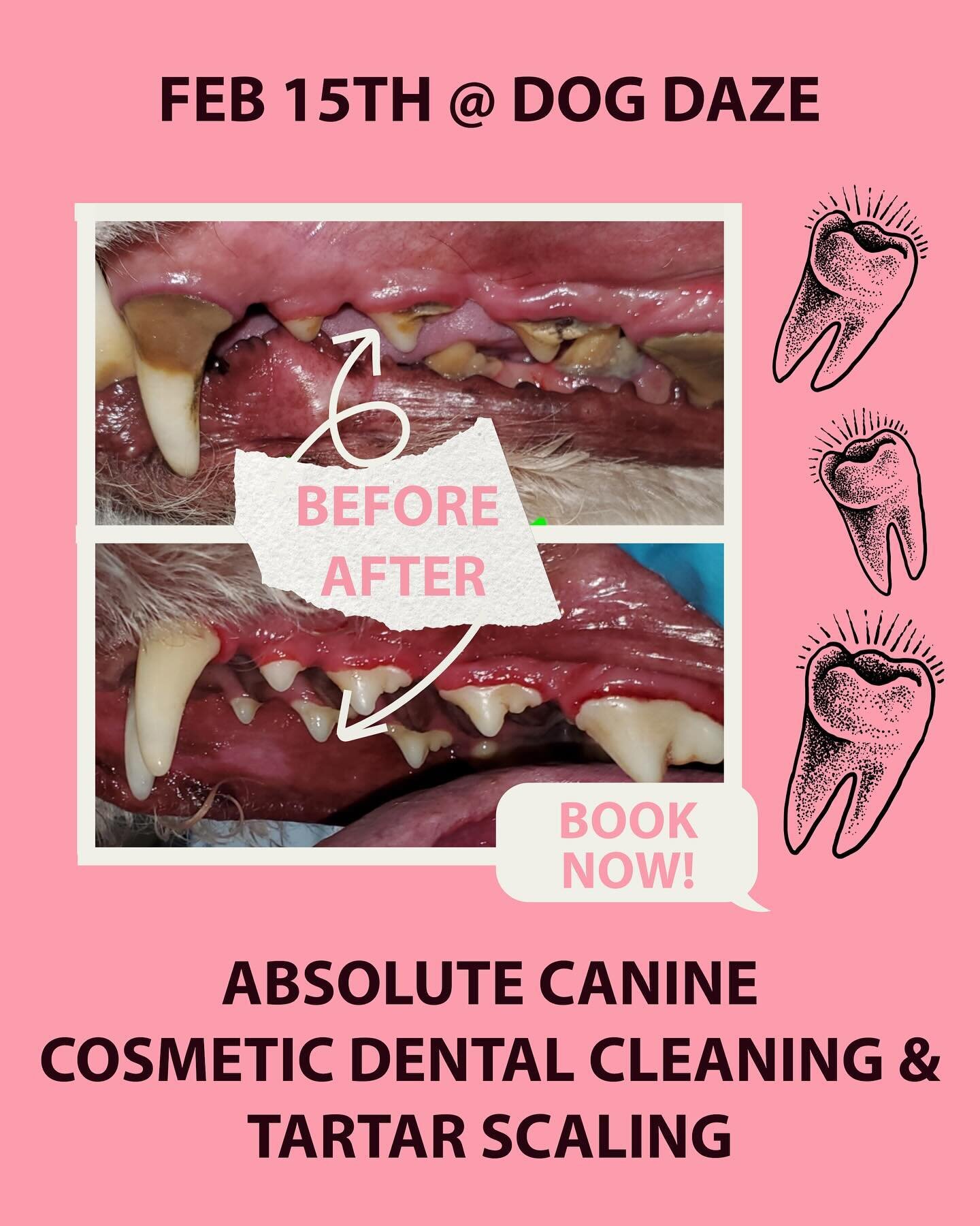 🌟 NEW DATE ADDED 🌟 
Due to popular demand, Absolute Canine is back in the shop for a second date this month. Appointments available for the morning of Thursday Feb 15th from 8:30am onwards. Absolute Canine offers cosmetic &ldquo;awake&rdquo; teeth 