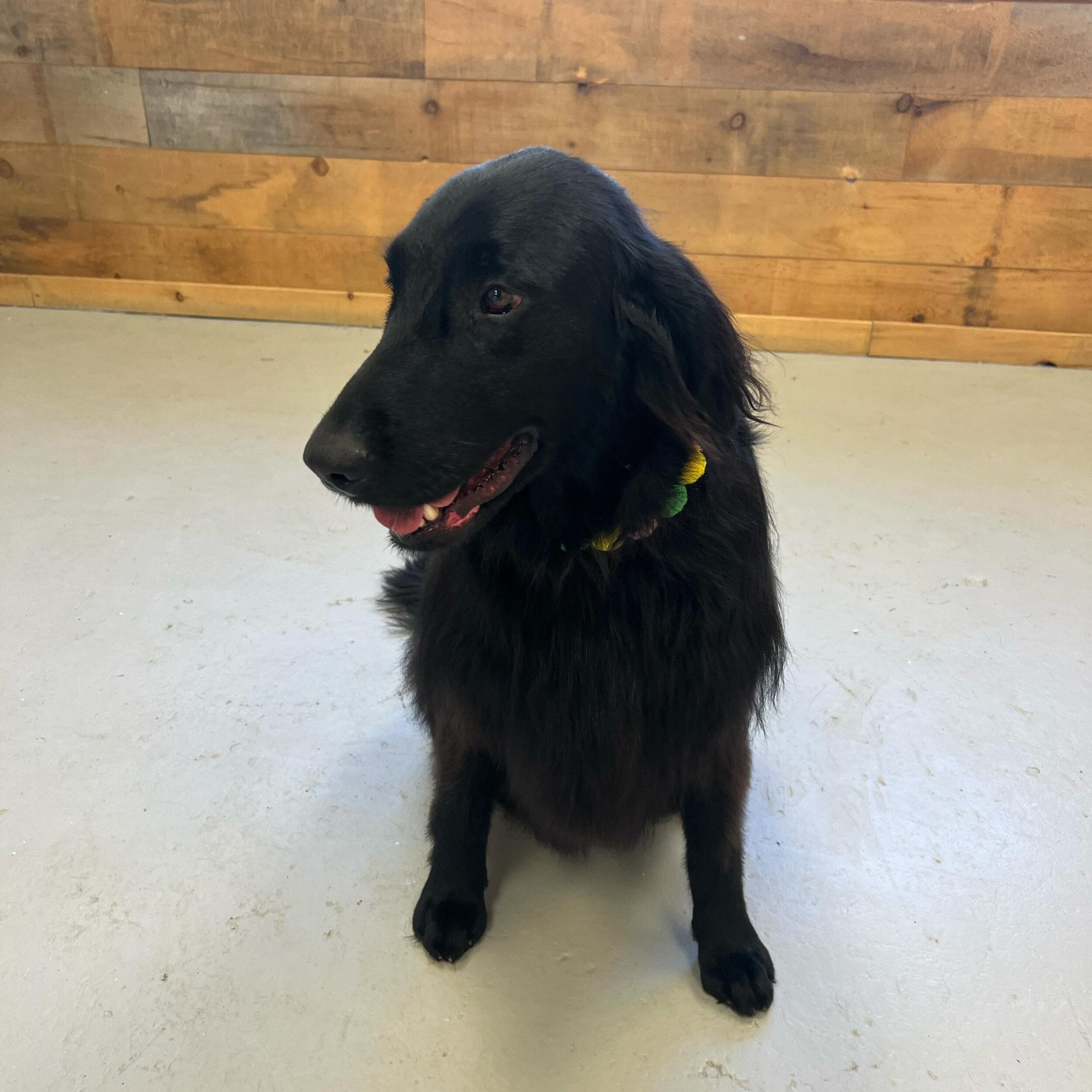 Sweet Gemma came in for a groom this afternoon! Always a treat for us to have interesting breeds in the shop. Gemma is a flat coat retriever (and a very pretty one if we do say so ourselves!)