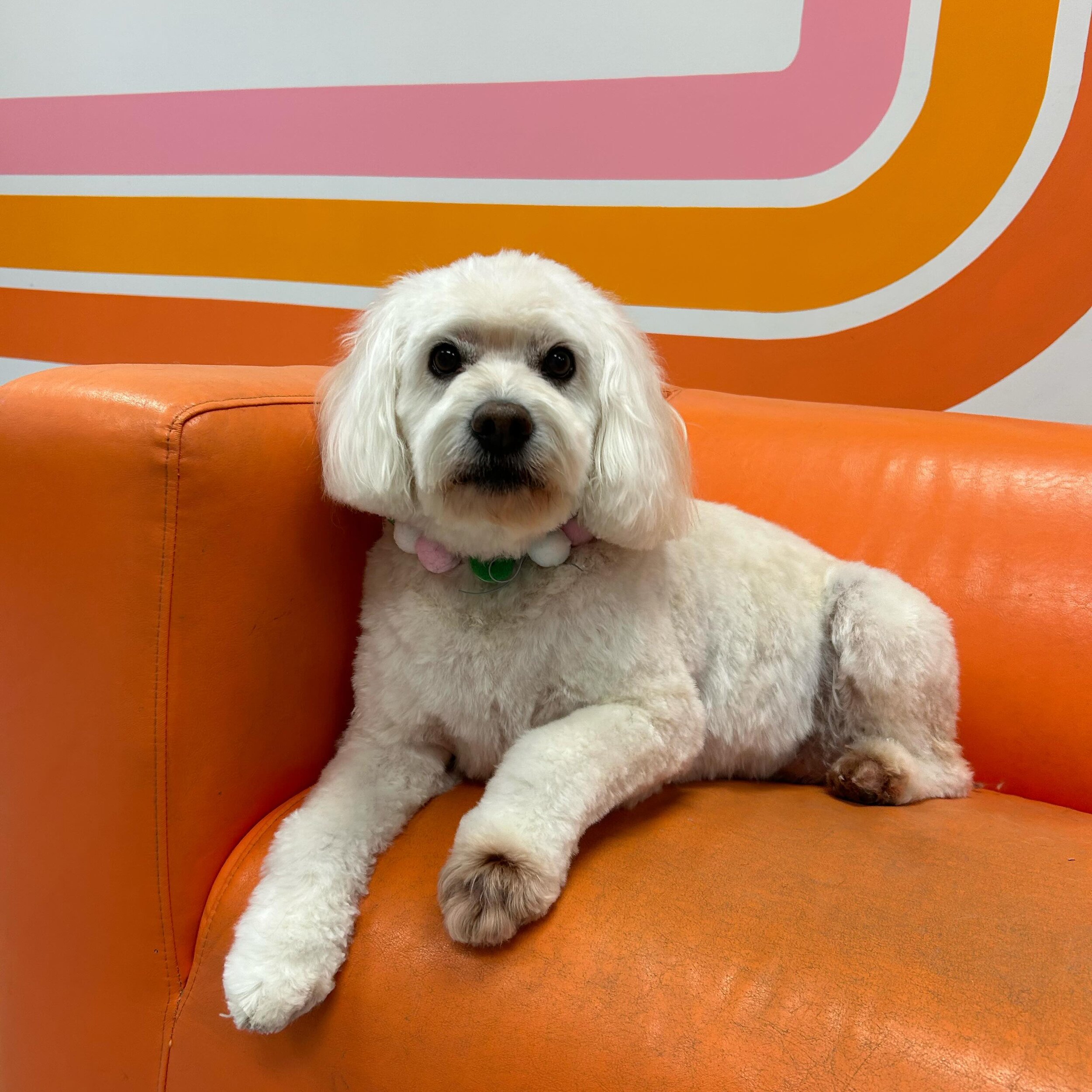 Frankie the #cockapoo looking her best this morning 💇&zwj;♀️