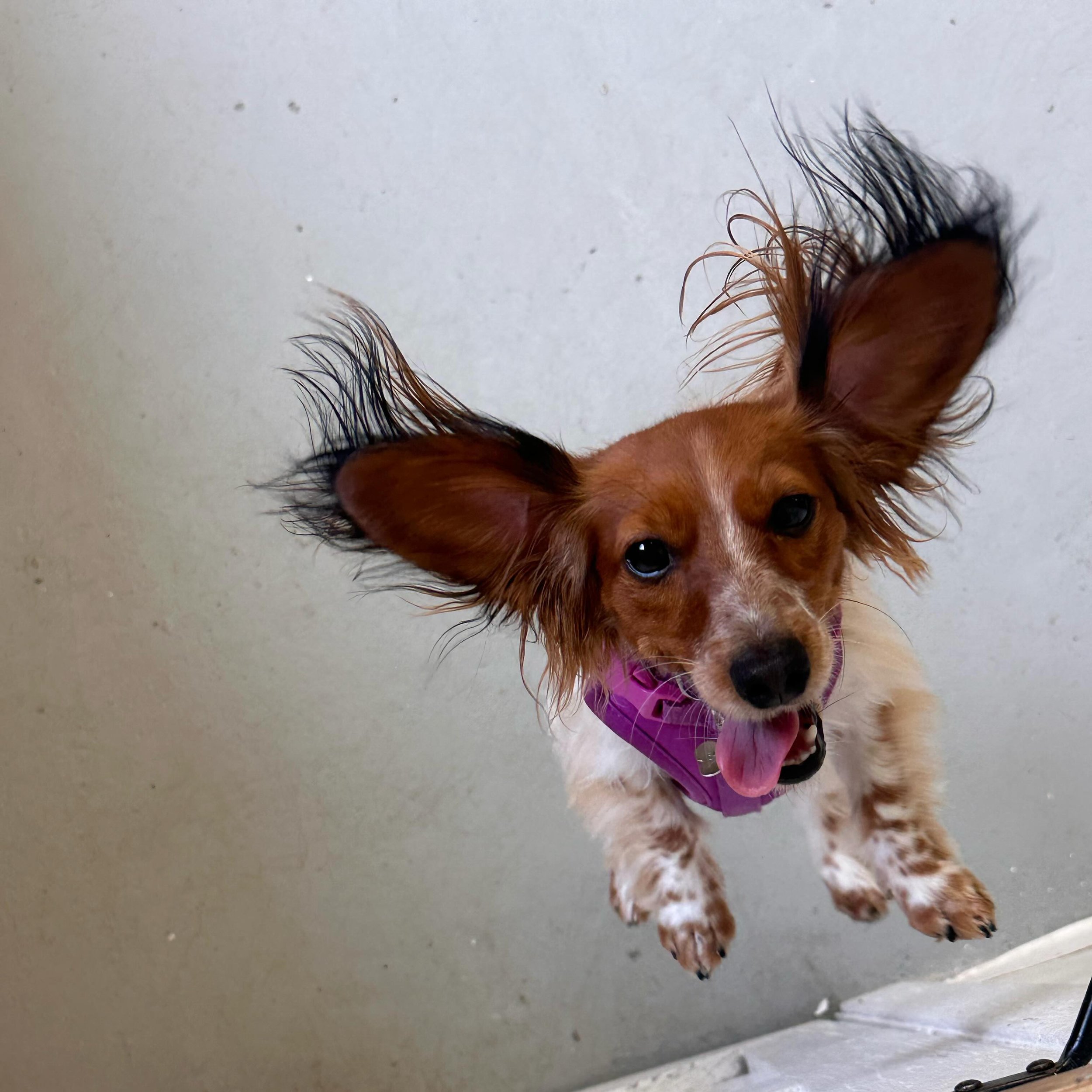 Summer grooms are getting harder to come by, book today to ensure your dog gets the warm weather cut they need! 
🌞 
Current wait times are 4-6 weeks for available appointments, but don&rsquo;t fret - we do have a cancellation list to suit you last m