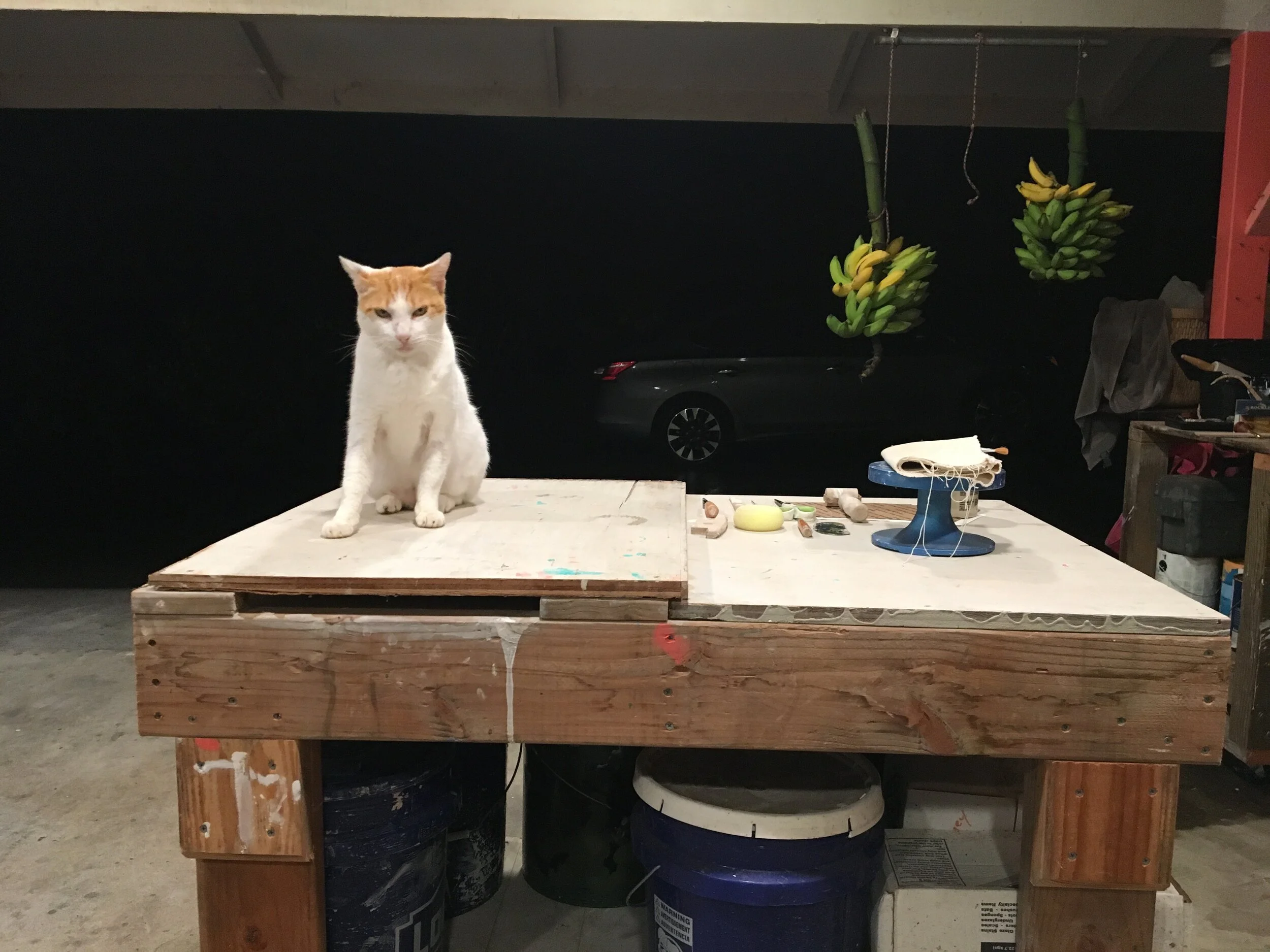 filix in the studio.JPG