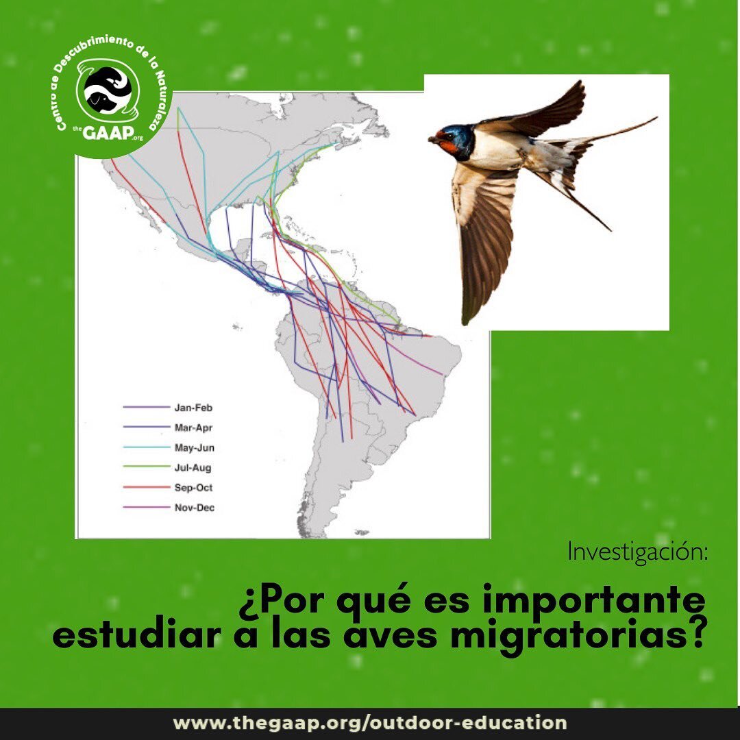 🦤Desde el enfoque hol&iacute;stico de Una Salud, el rol que cumplen las aves  es fundamental porque la disminuci&oacute;n [o aumento] en abundancia es una primera se&ntilde;al de que &ldquo;algo&rdquo; est&aacute; pasando en el ambiente. 

⚠️ Esto e