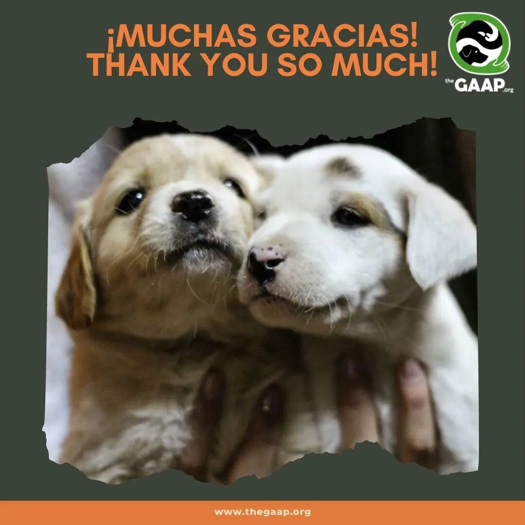 A heartfelt shoutout to the incredible @CarmenTal and her amazing community of friends and family for once again rallying behind the GAAP cause! Your generous donations are making a paw-sitive impact in Chile, helping our furry friends in need. 
Toge