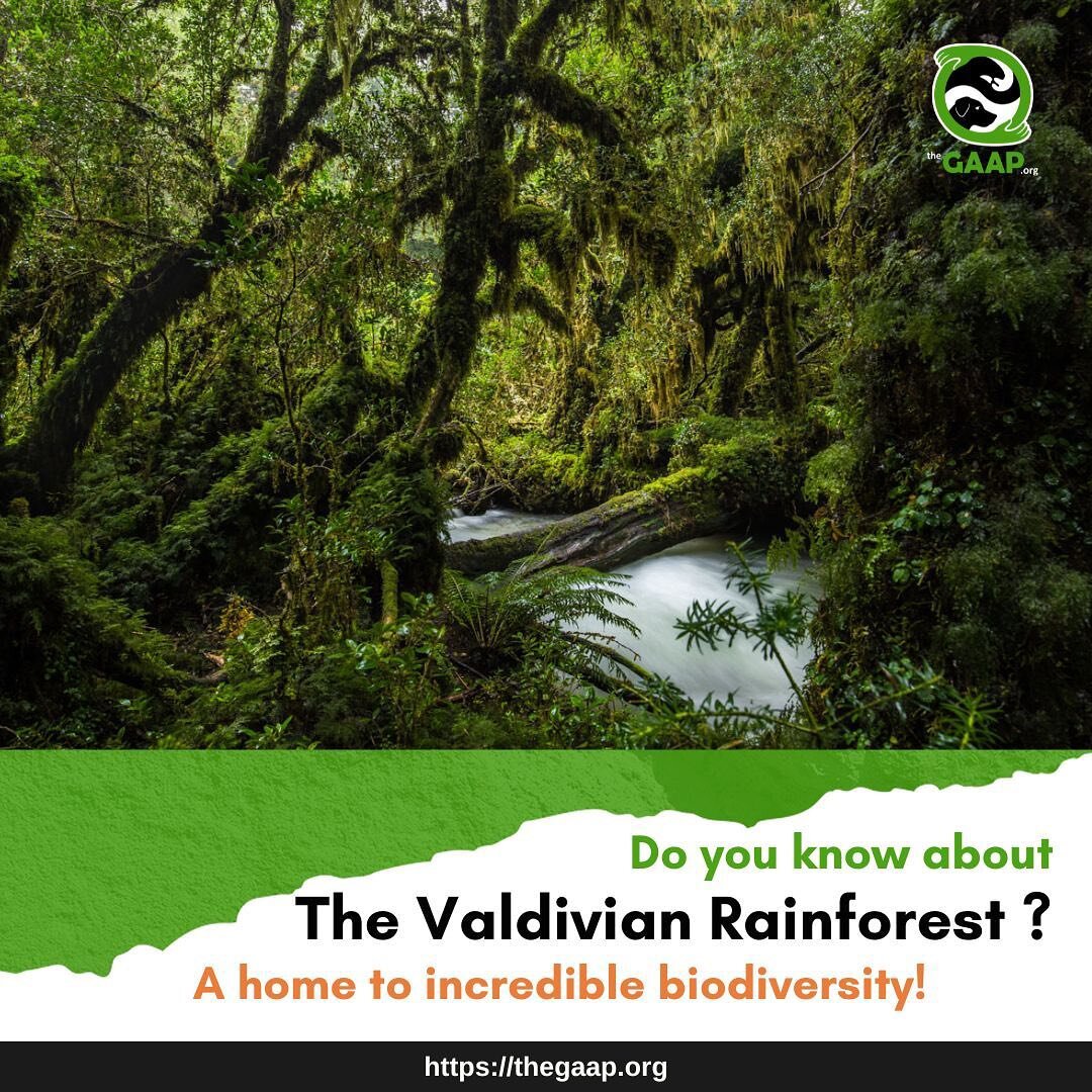 Do you know about the Valdivian Rainforest? 

It is recognized as the only temperate rainforest in South America, and serves as a home to extraordinary biodiversity! For us at The GAAP, it is a unique ecosystem that motivates us to protect and preser