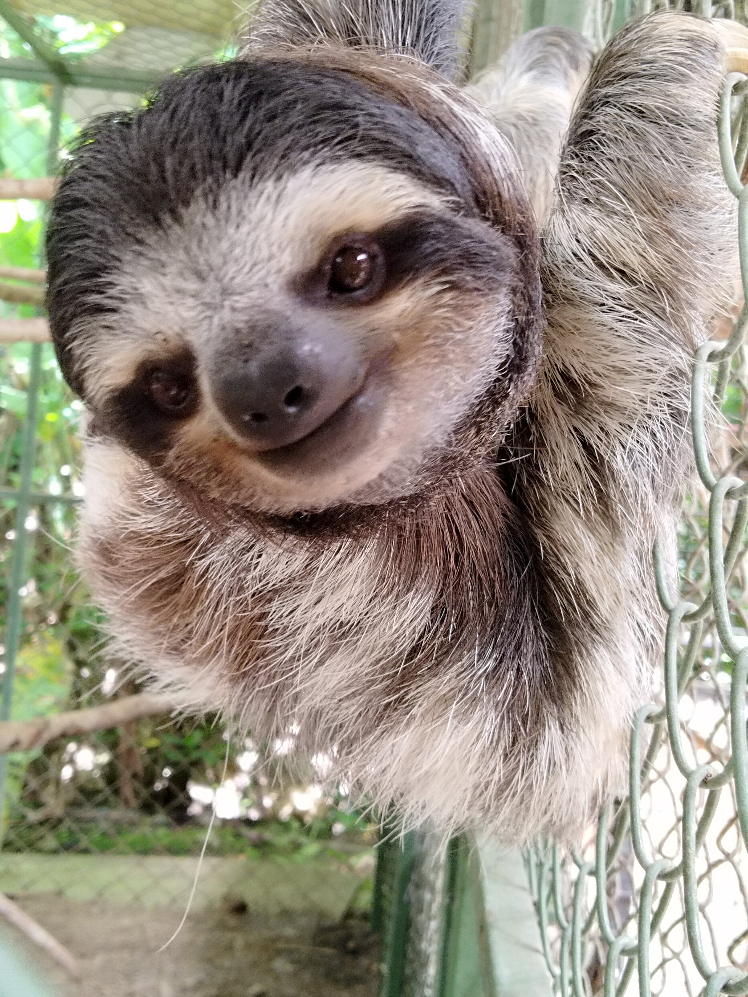 Behind the "Cute": The Fragile Reality of Saving Costa Rica’s Sloths