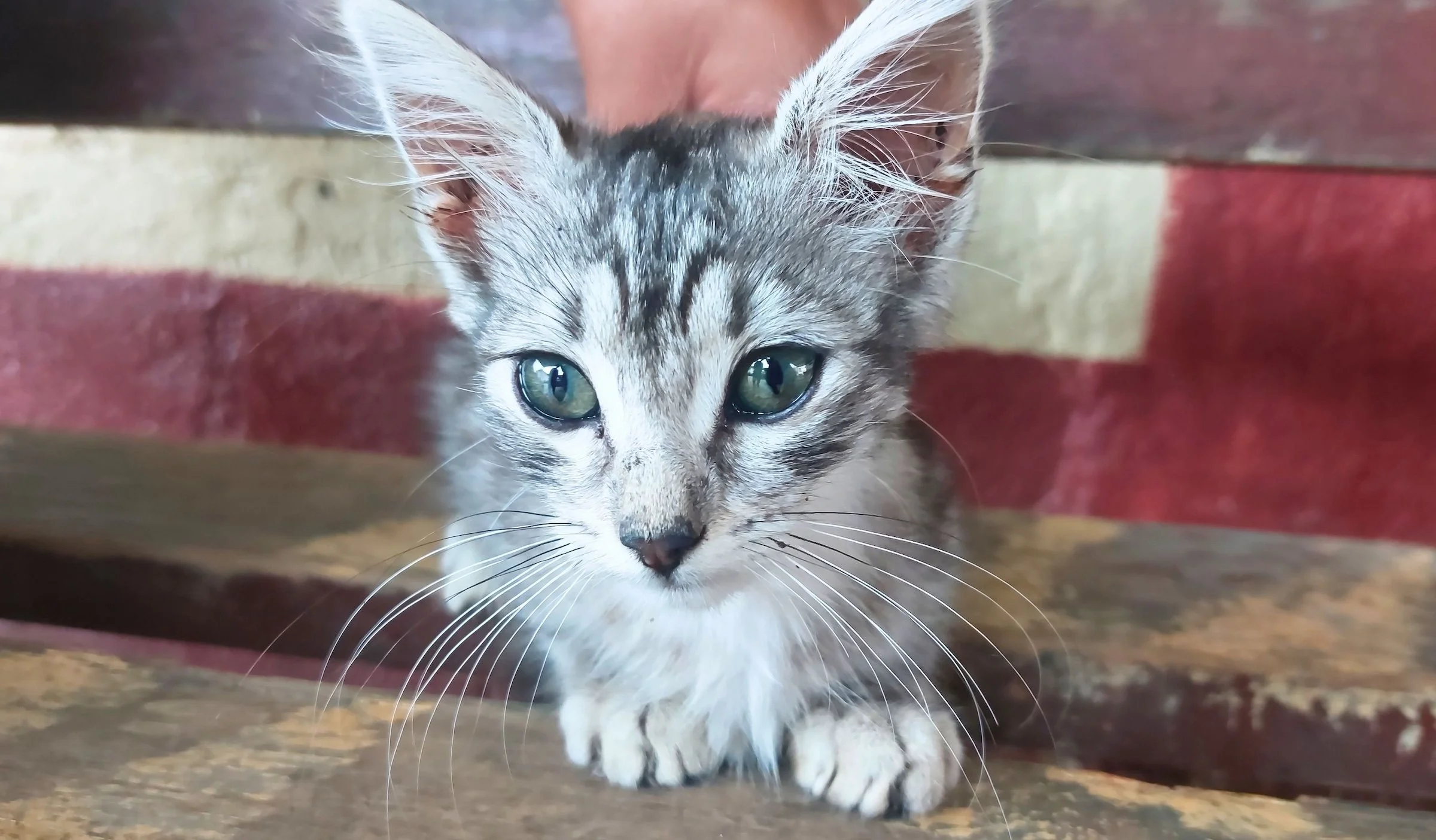 closeup of a grey striped kitten