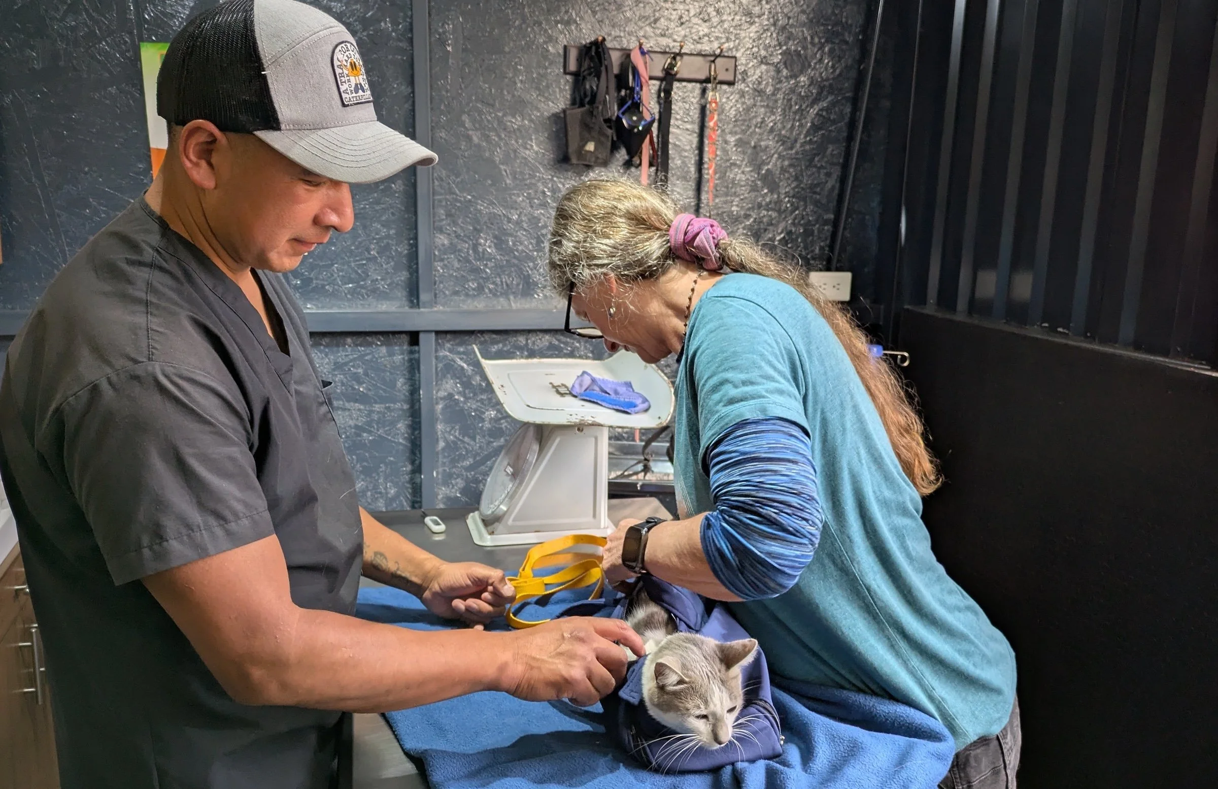 Dr. Elena showing Andrés some cat handling techniques
