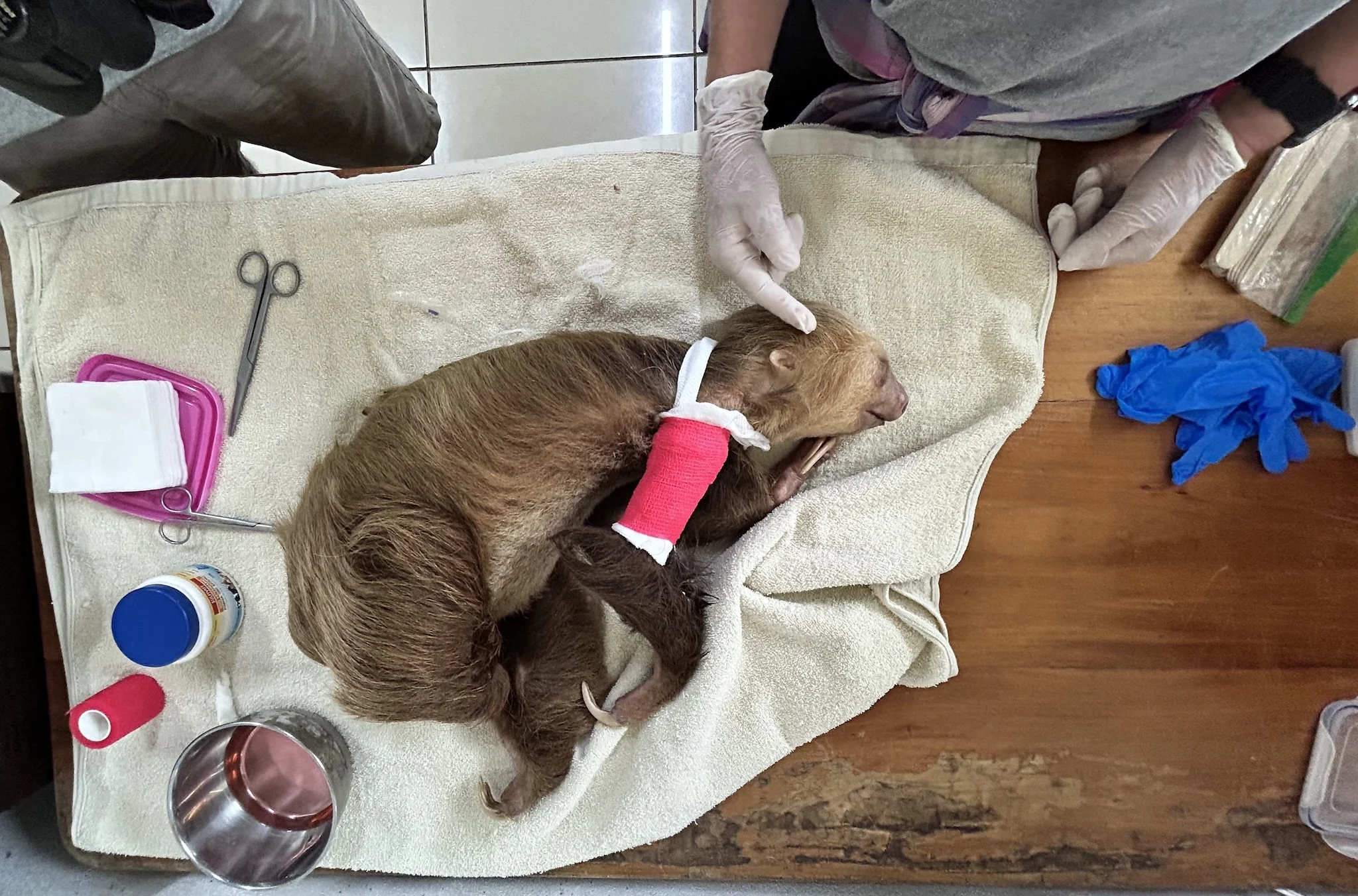 Sloth with a cast being treated and comforted
