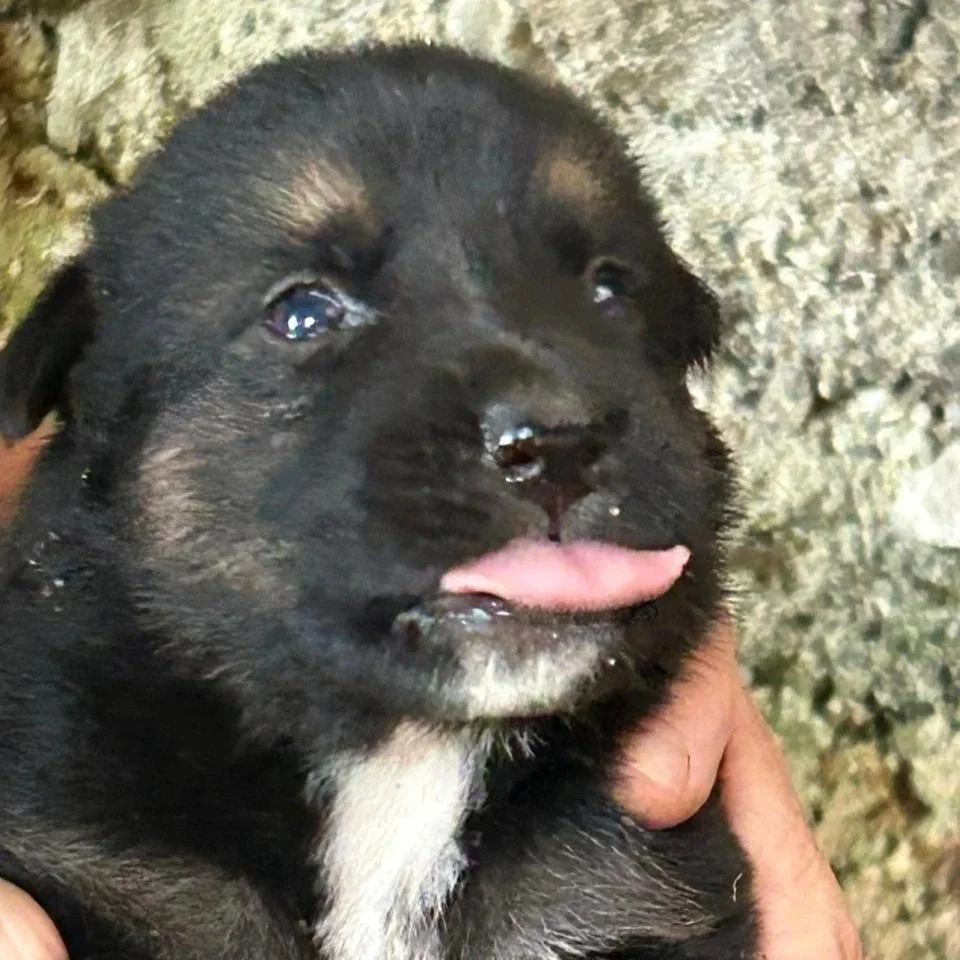 Healthy black and white puppy