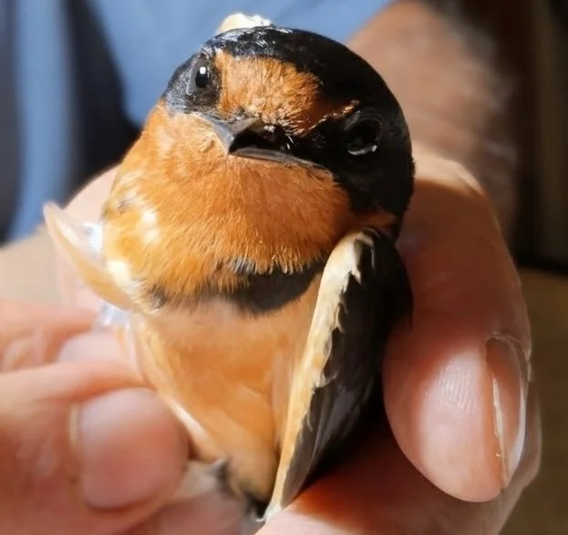 Beyond Borders: Mapping the Continental Journey of the Americas’ Swallows