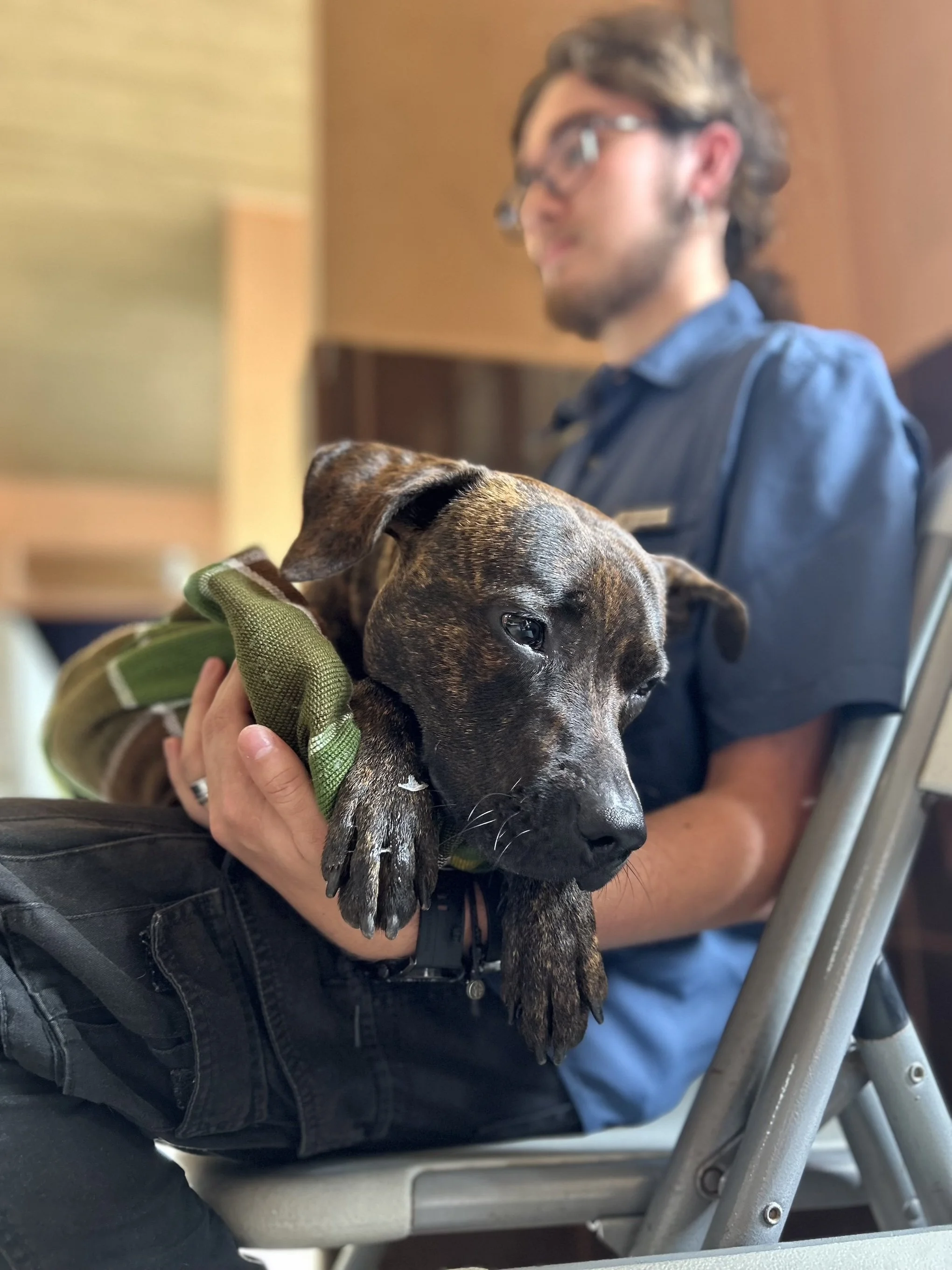 ANIMALS: Capacity Building & Vet Care in Costa Rica