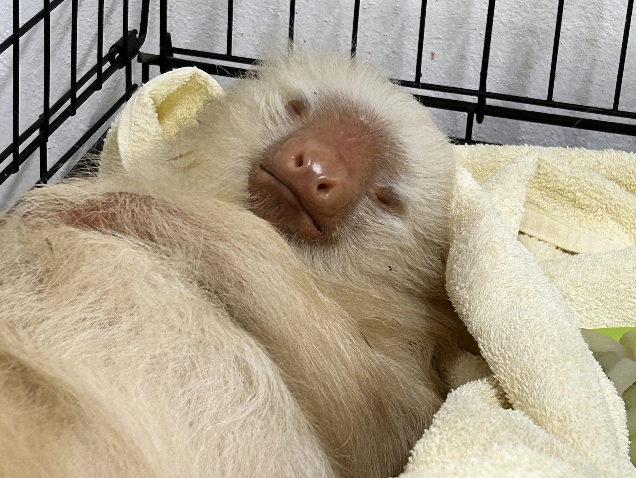 Albino sloth currently receiving treatment and rehabilitation