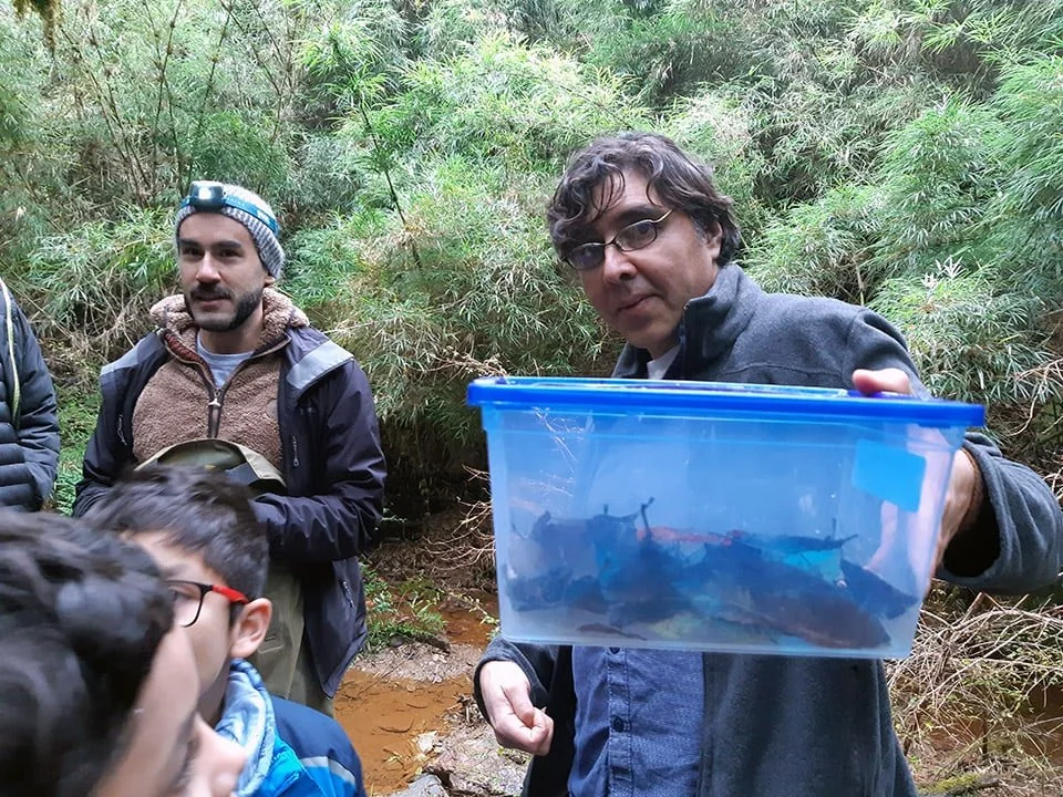 Exploring amphibians from Valdivian rainforest — The Global Alliance