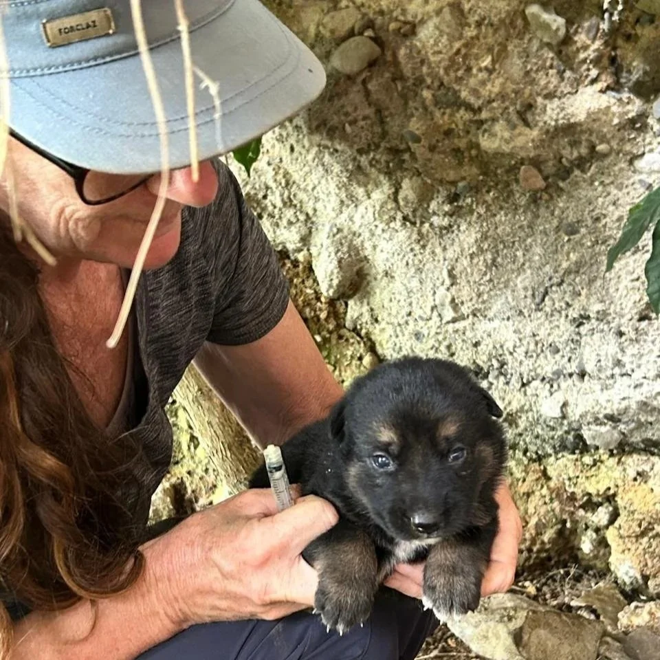 Dr. Elena Garde examines a puppy