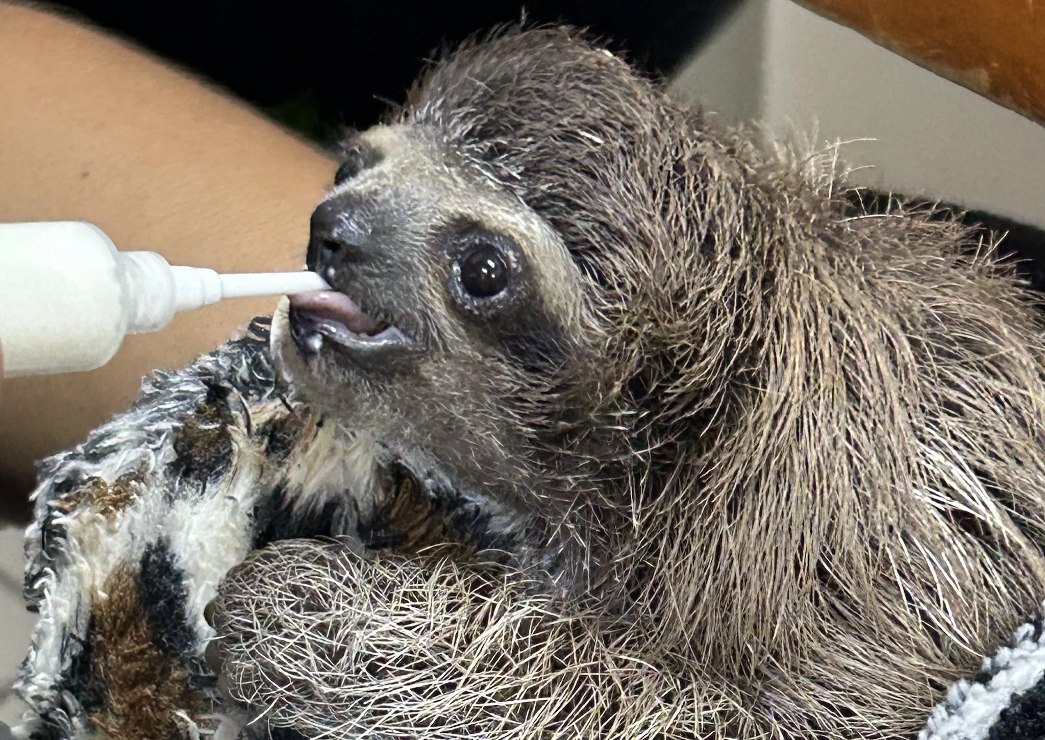 Sloth being treated by vet